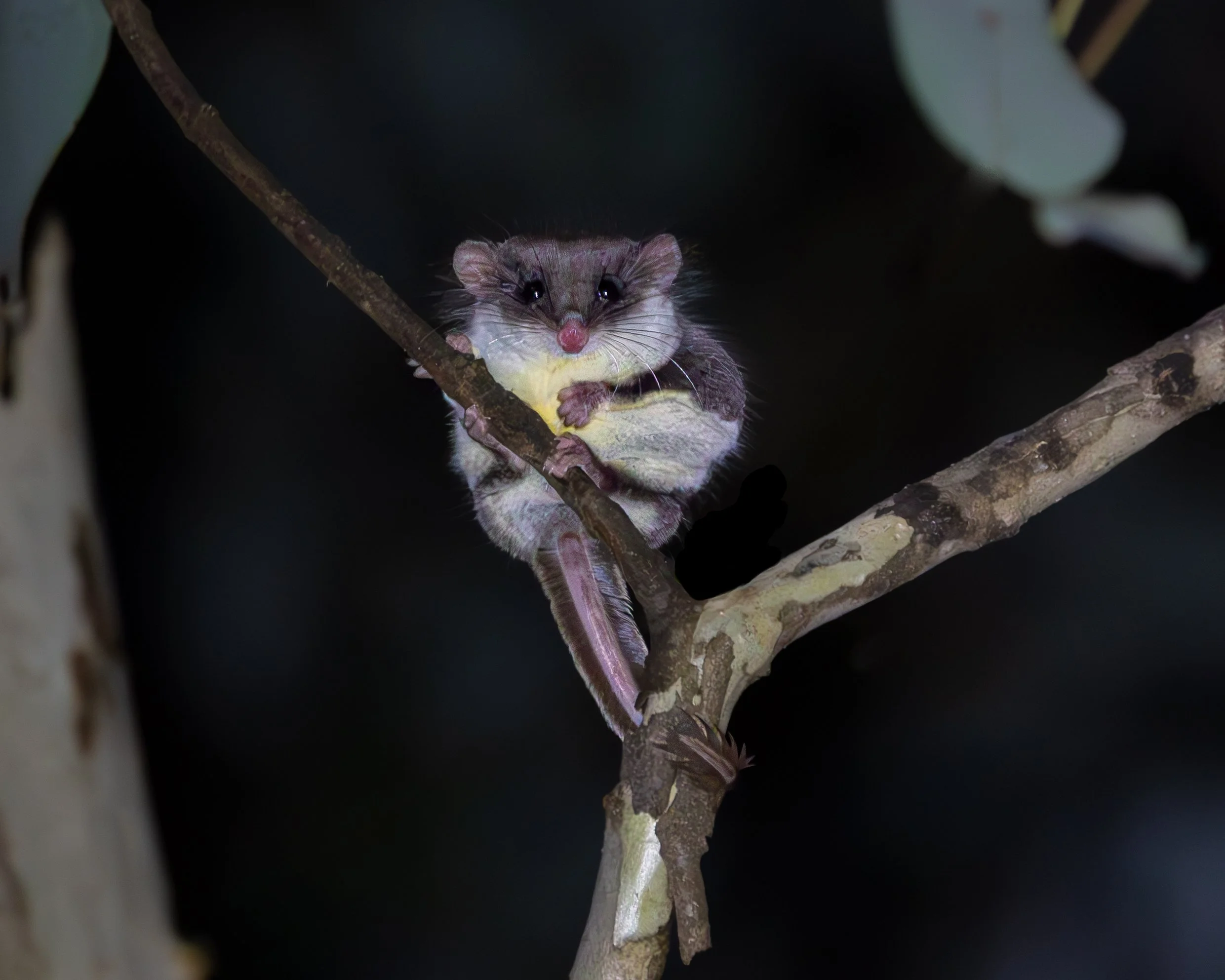 Feathertail Glider 002
