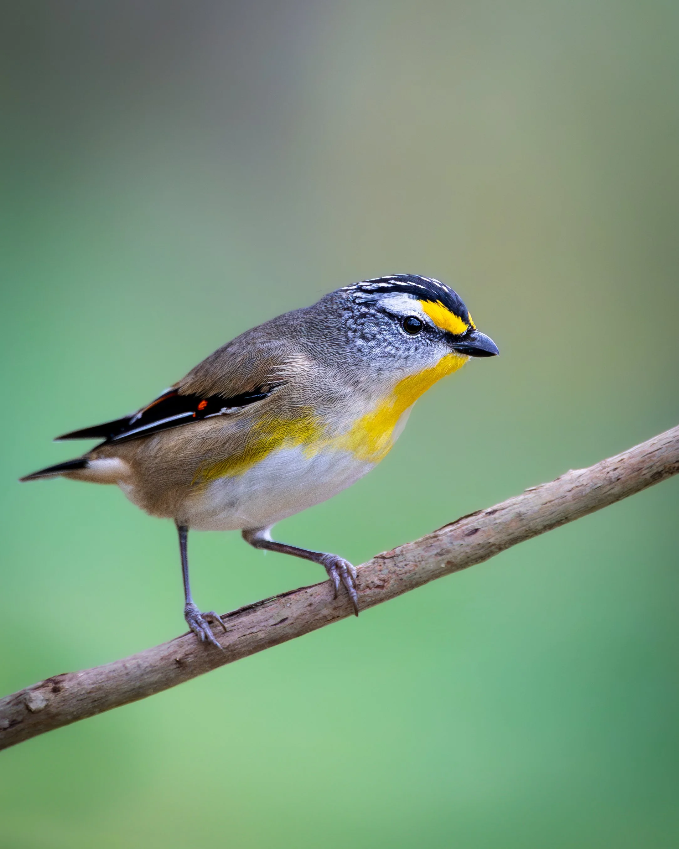 Striated Pardalote 002