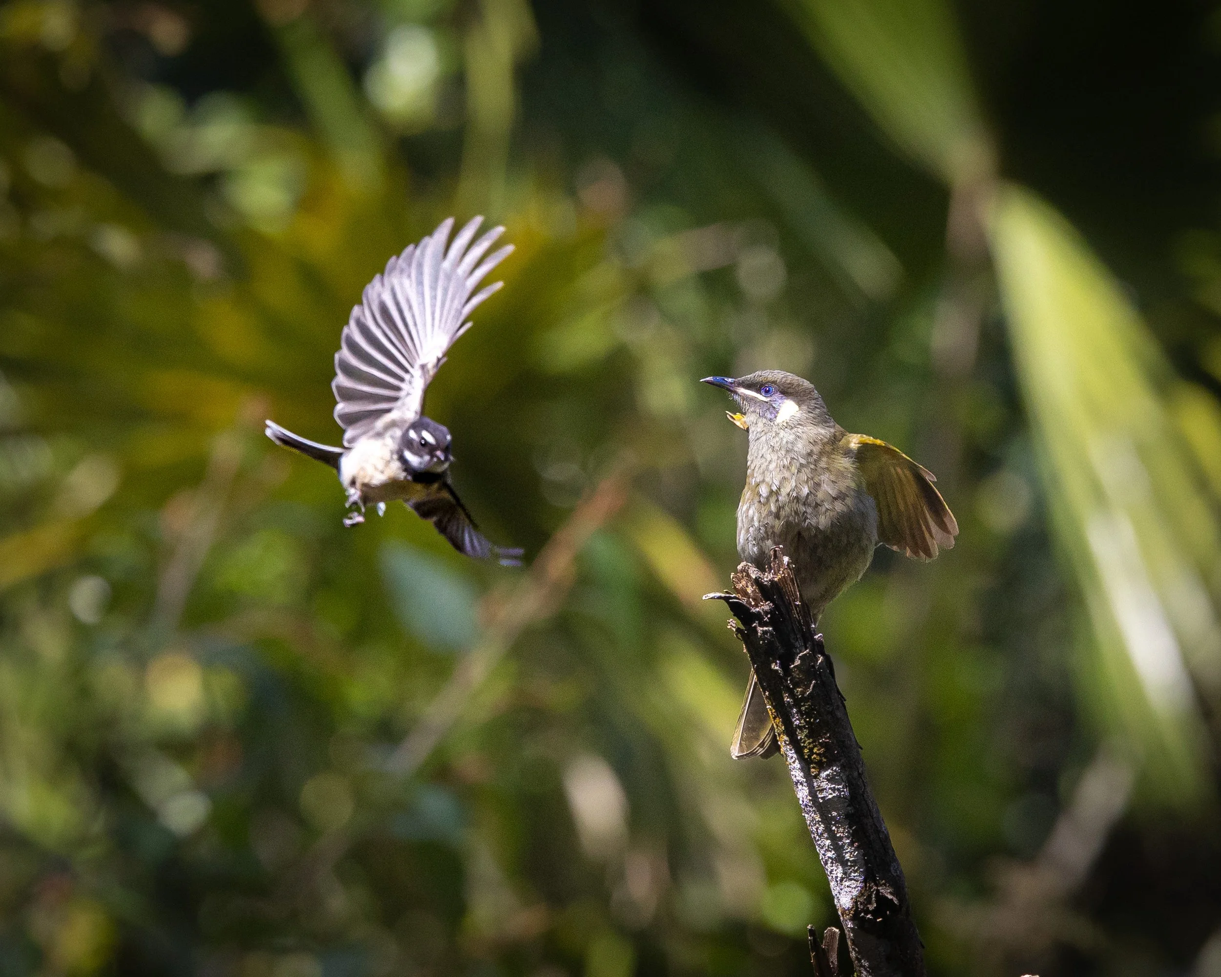 Lewin's Honeyeater vs Grey Fantail 001