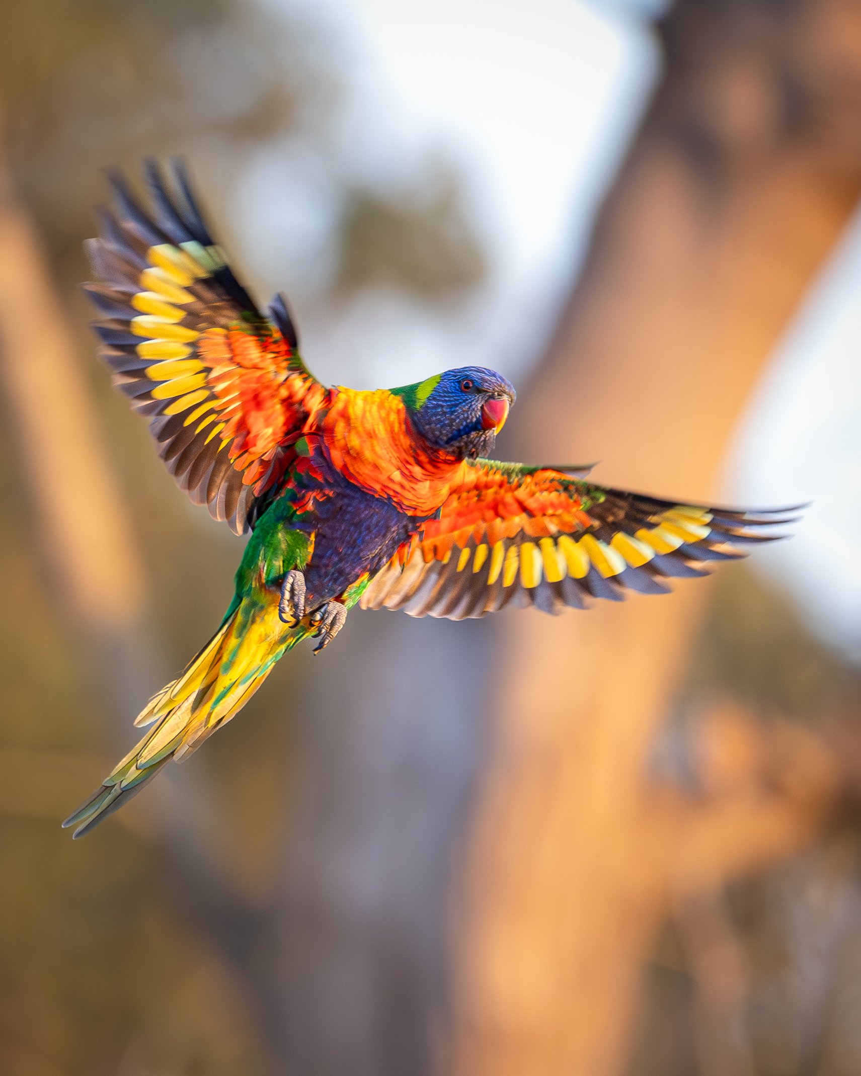 Rainbow Lorikeet 004