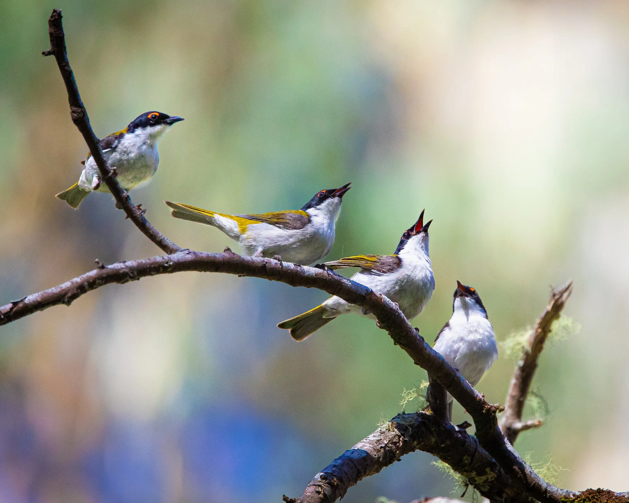 White-naped Honeyeater 001