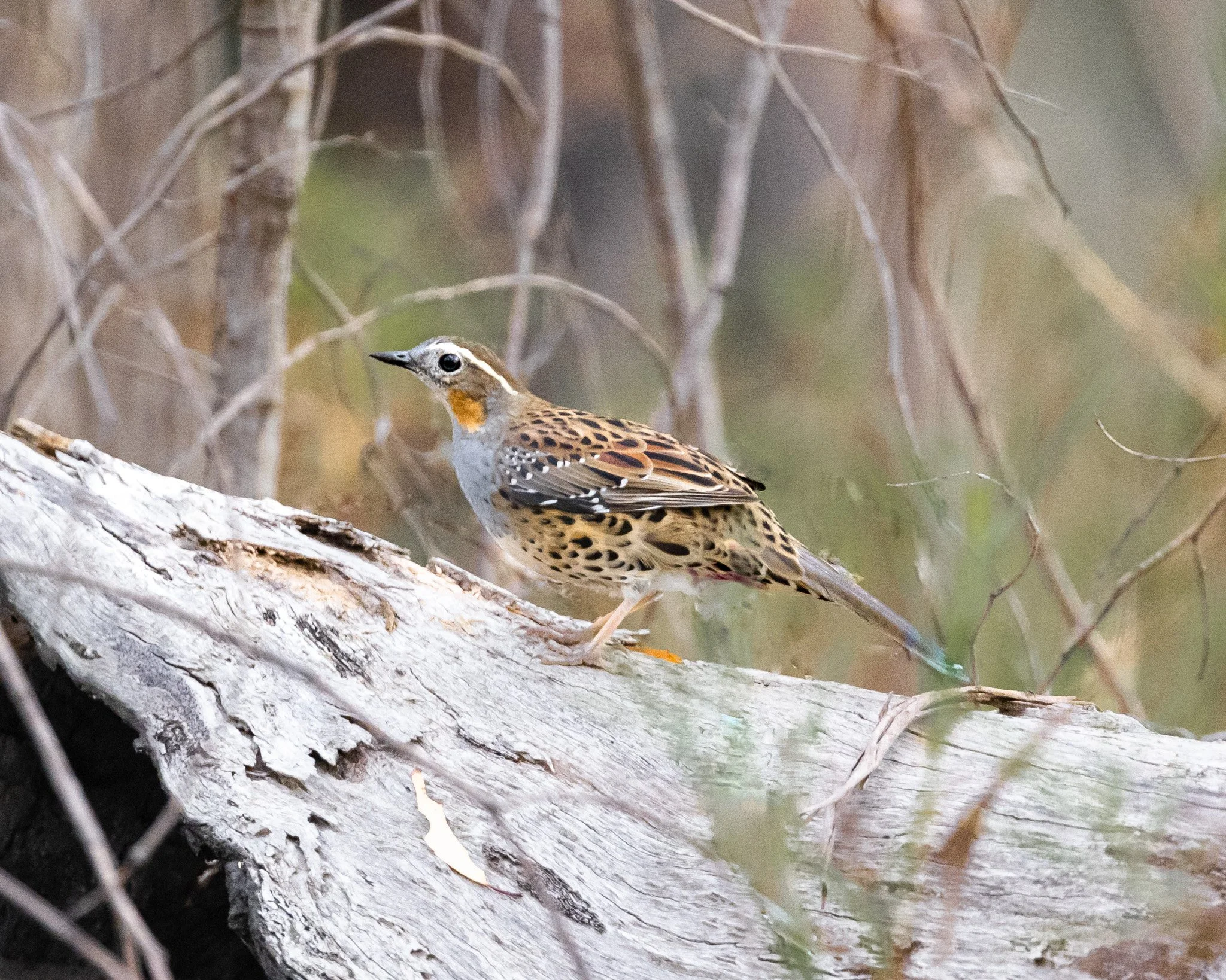 Spotted Quail-thrush 001