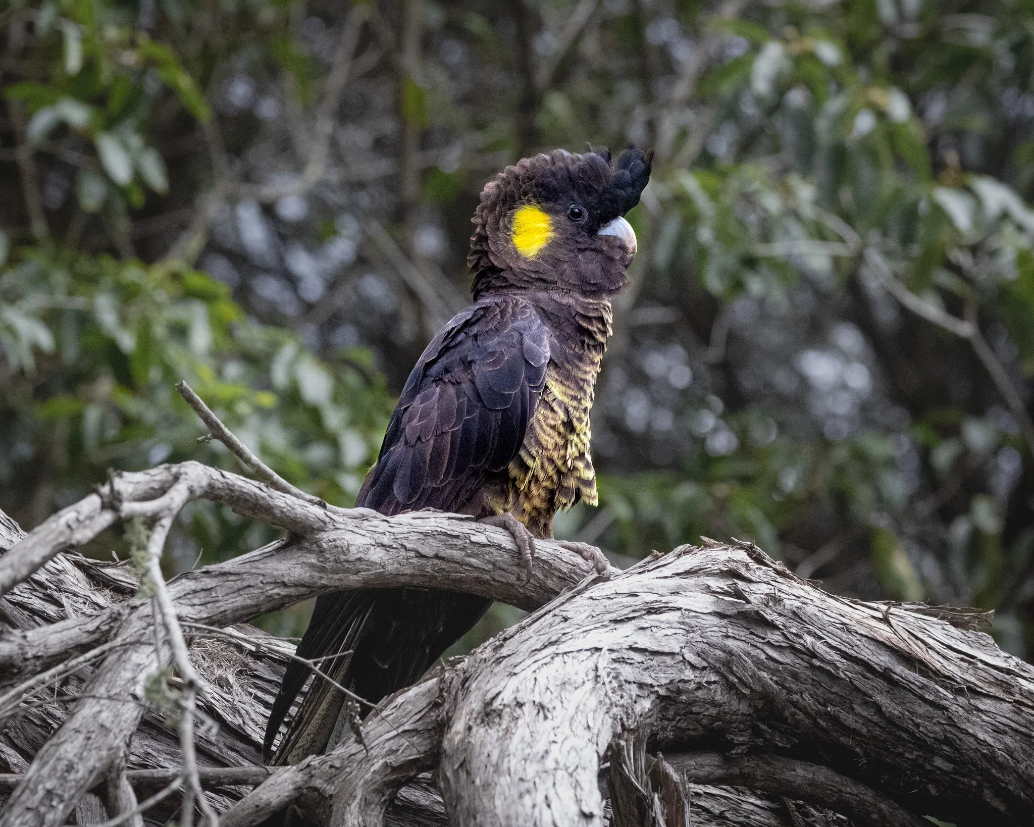 Yellow-tailed Black Cockatoo 001