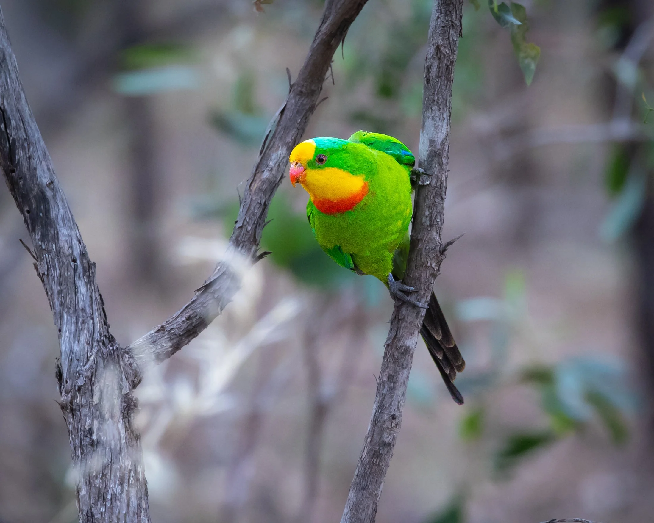 Superb Parrot 001
