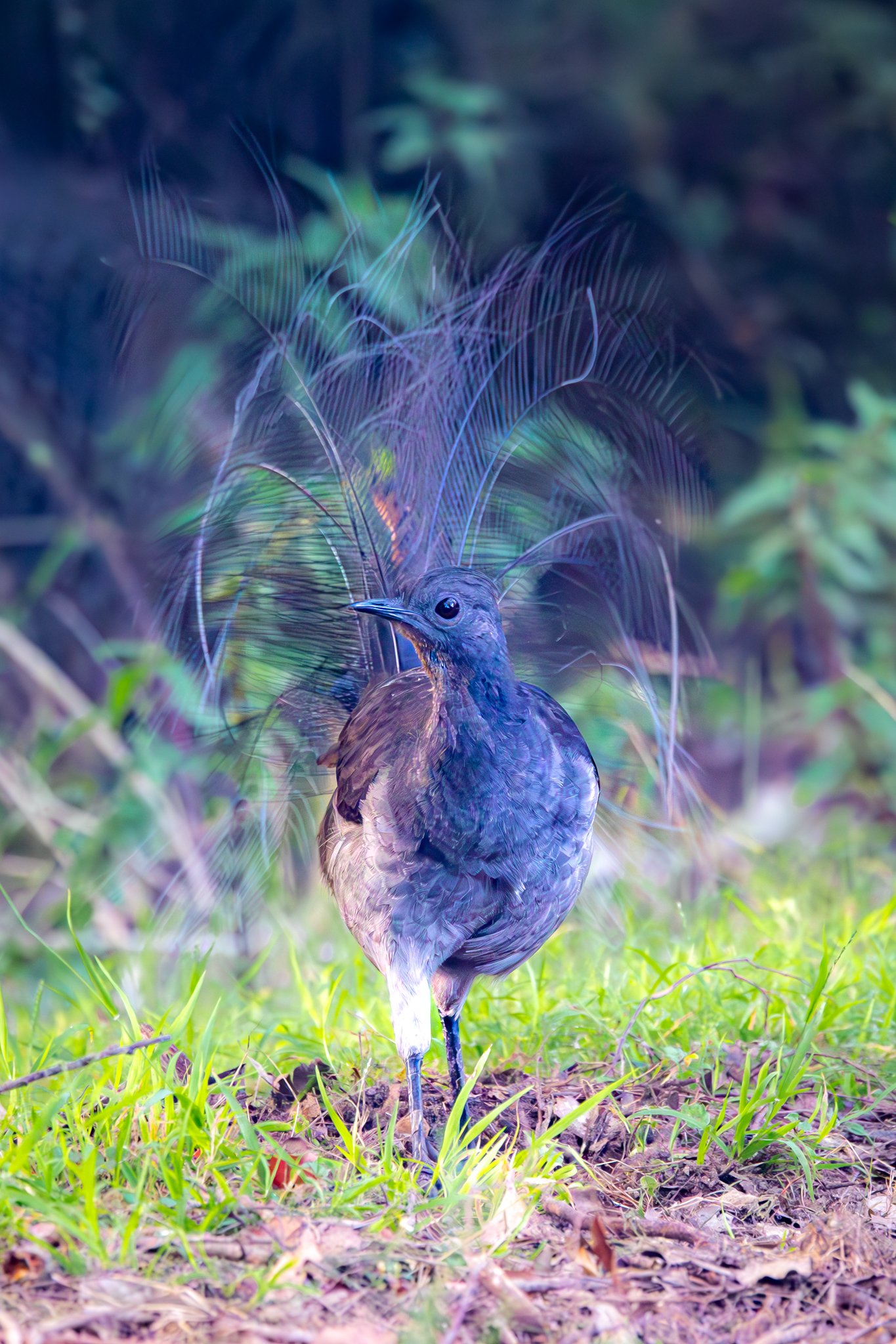 Superb Lyrebird 002