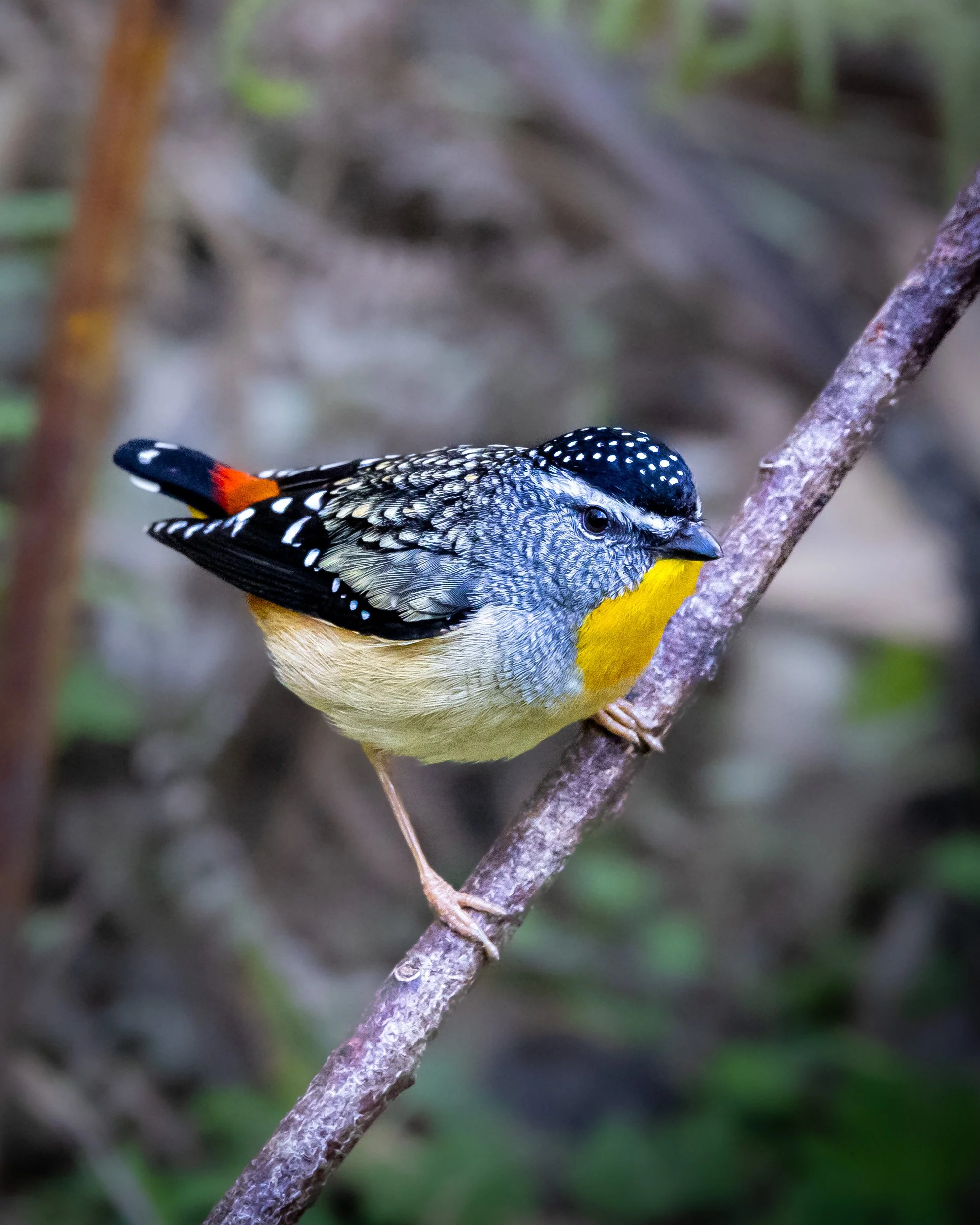 Spotted Pardalote 001