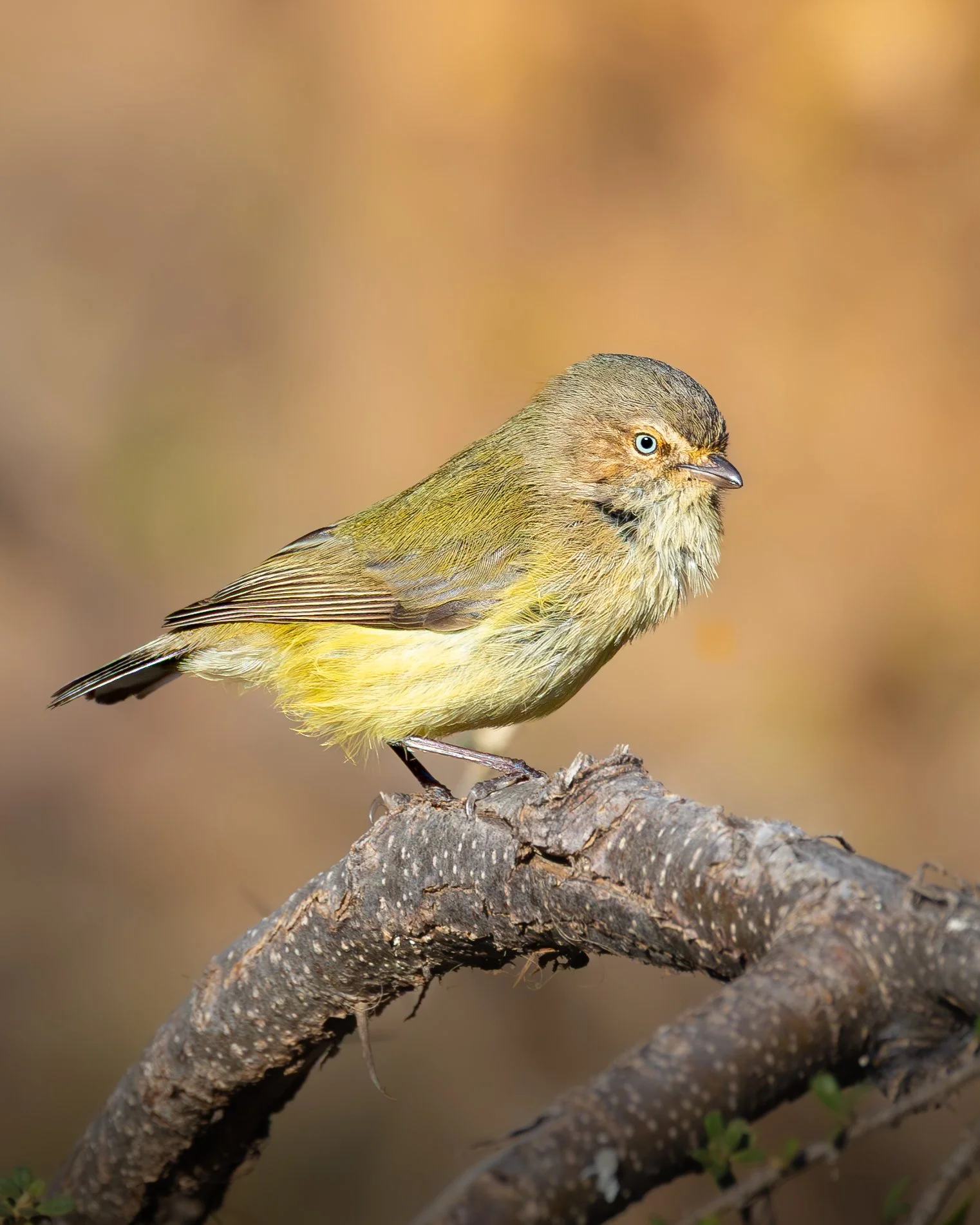 Weebill 002