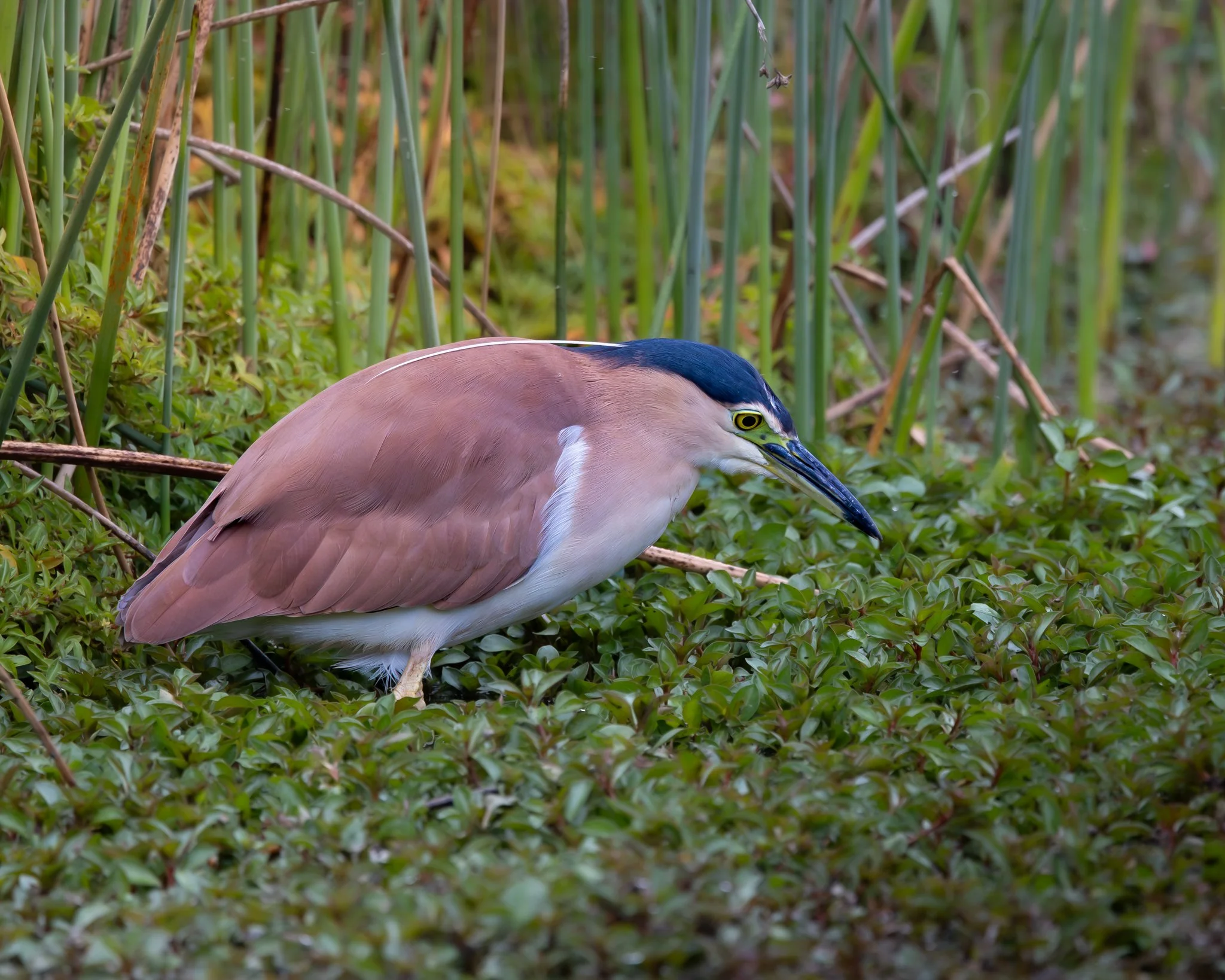 Nankeen Night Heron 001