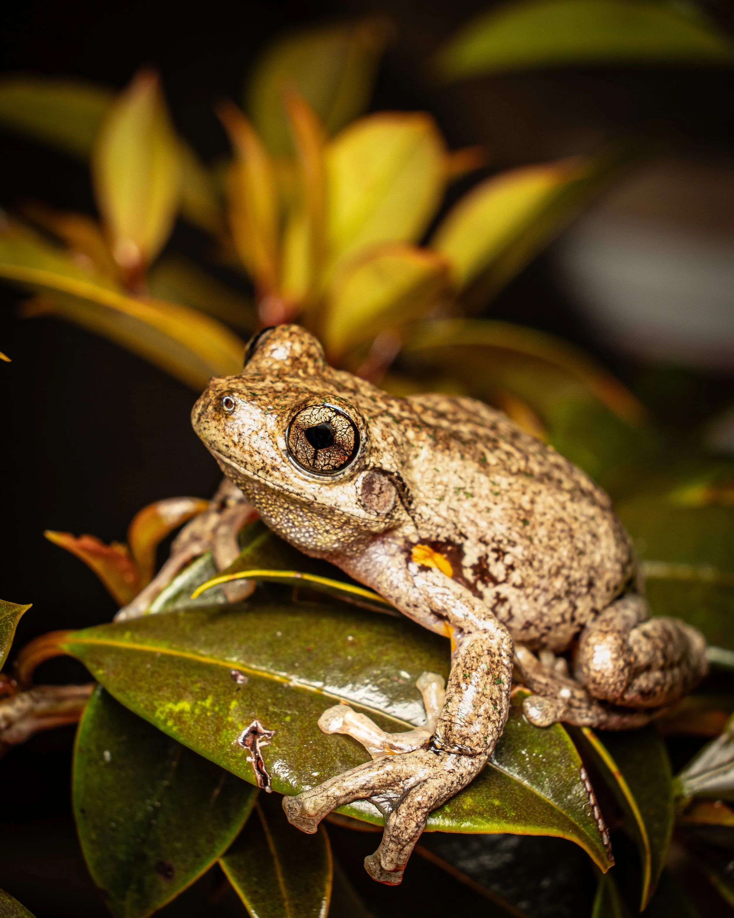 Peron's Tree Frog 002