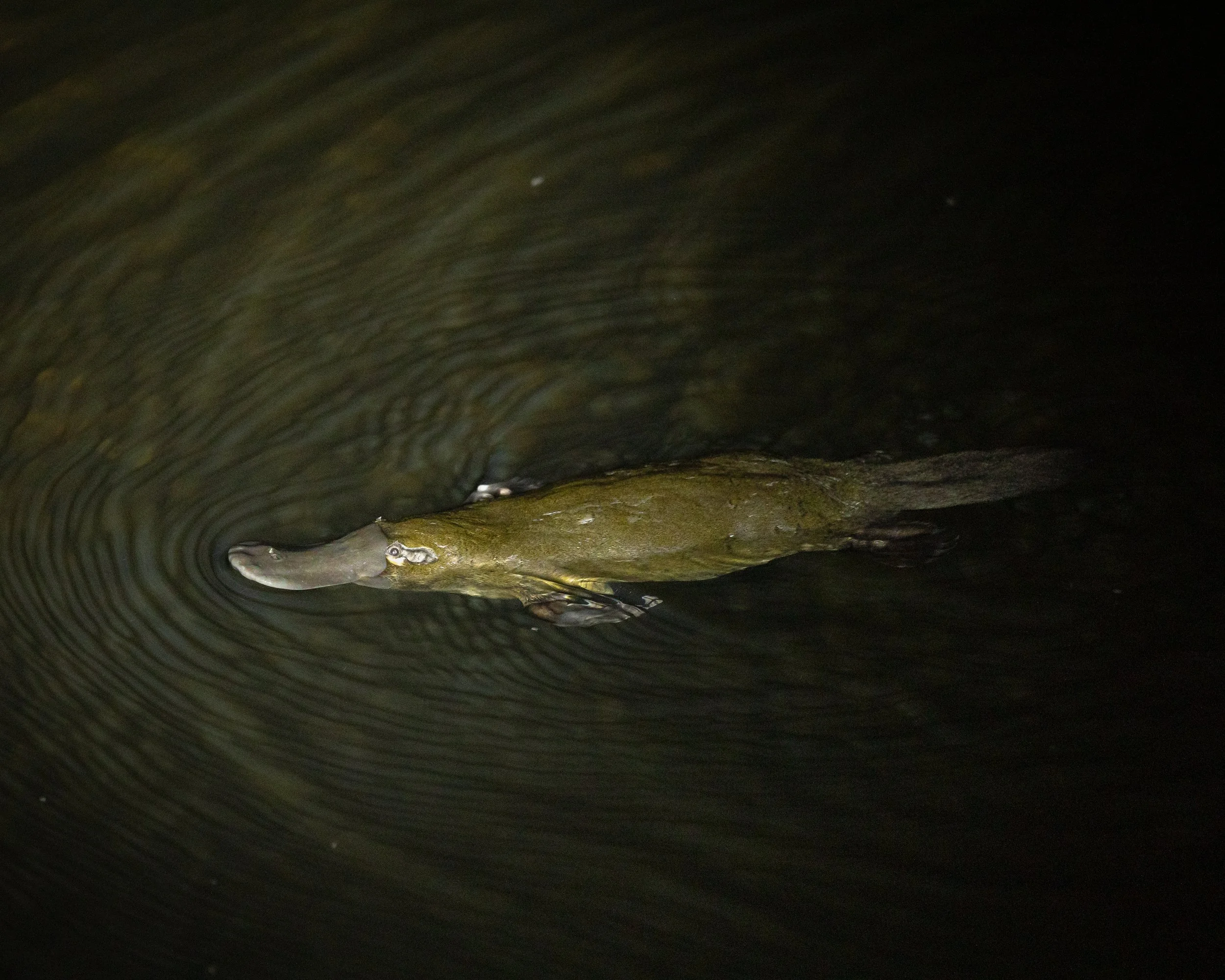 Platypus 001