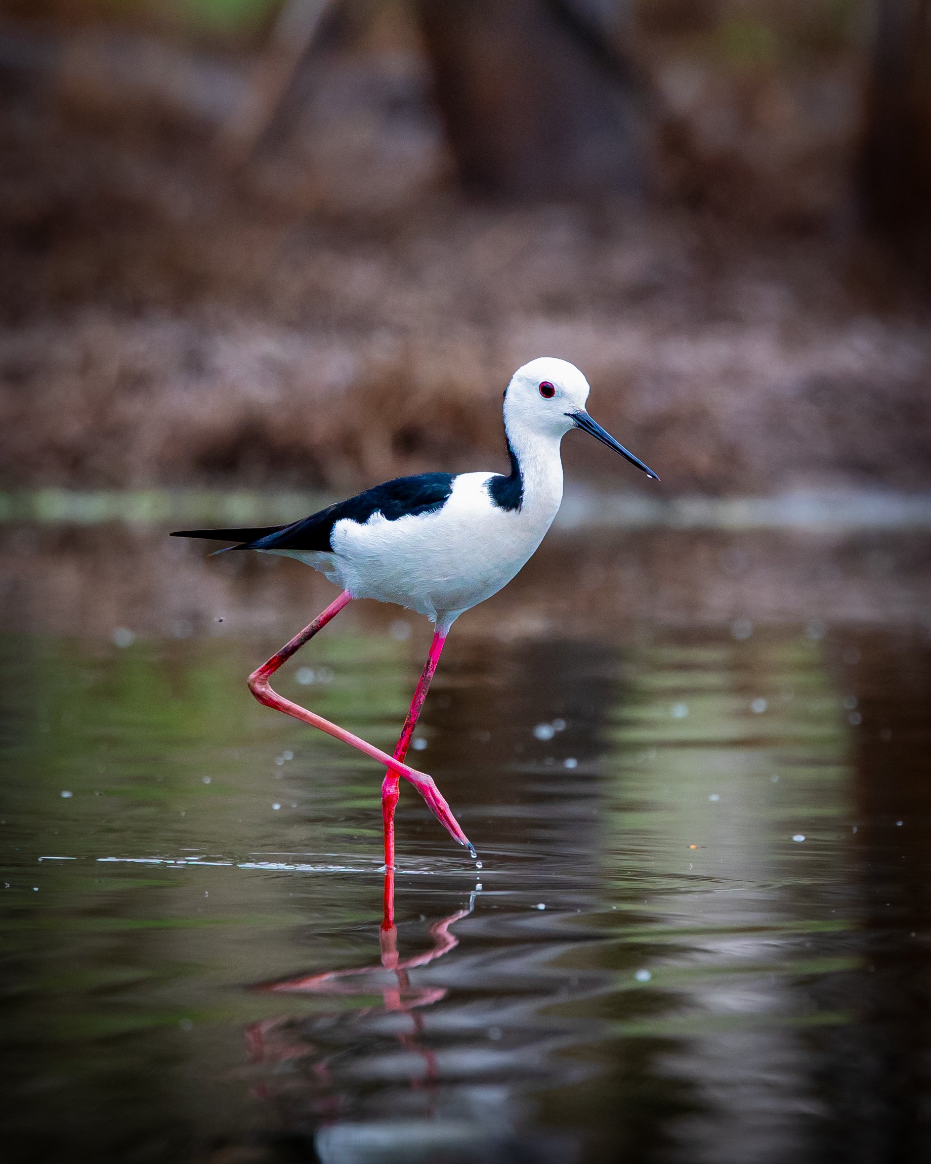 Pied Stilt 002