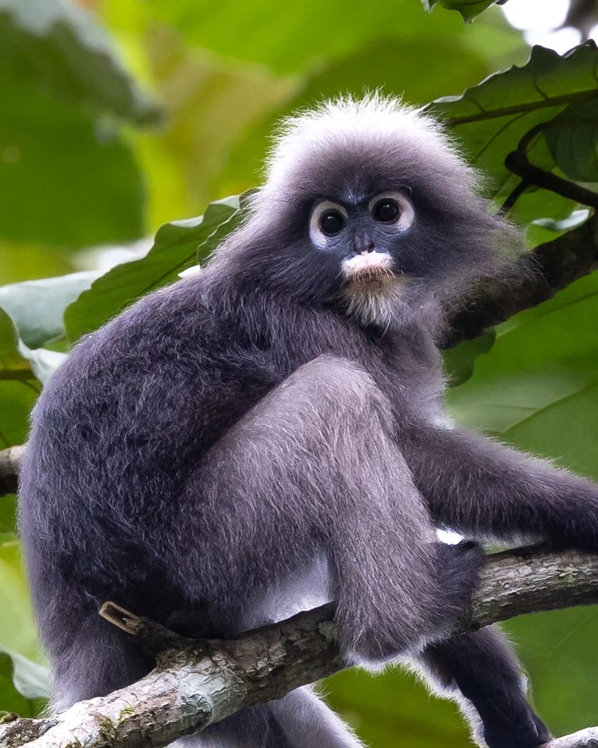 Dusky Leaf Monkey 001