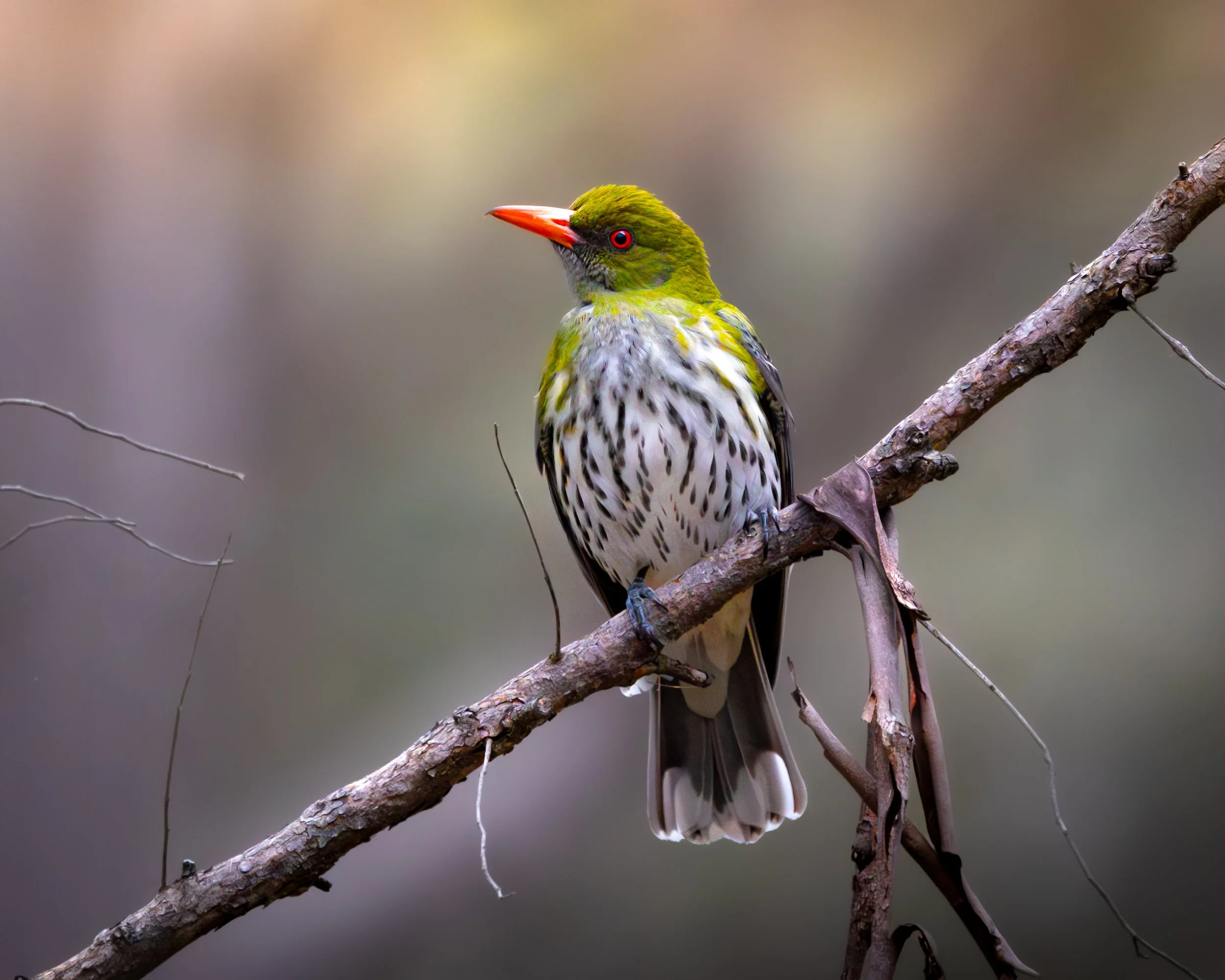Olive-backed Oriole 001