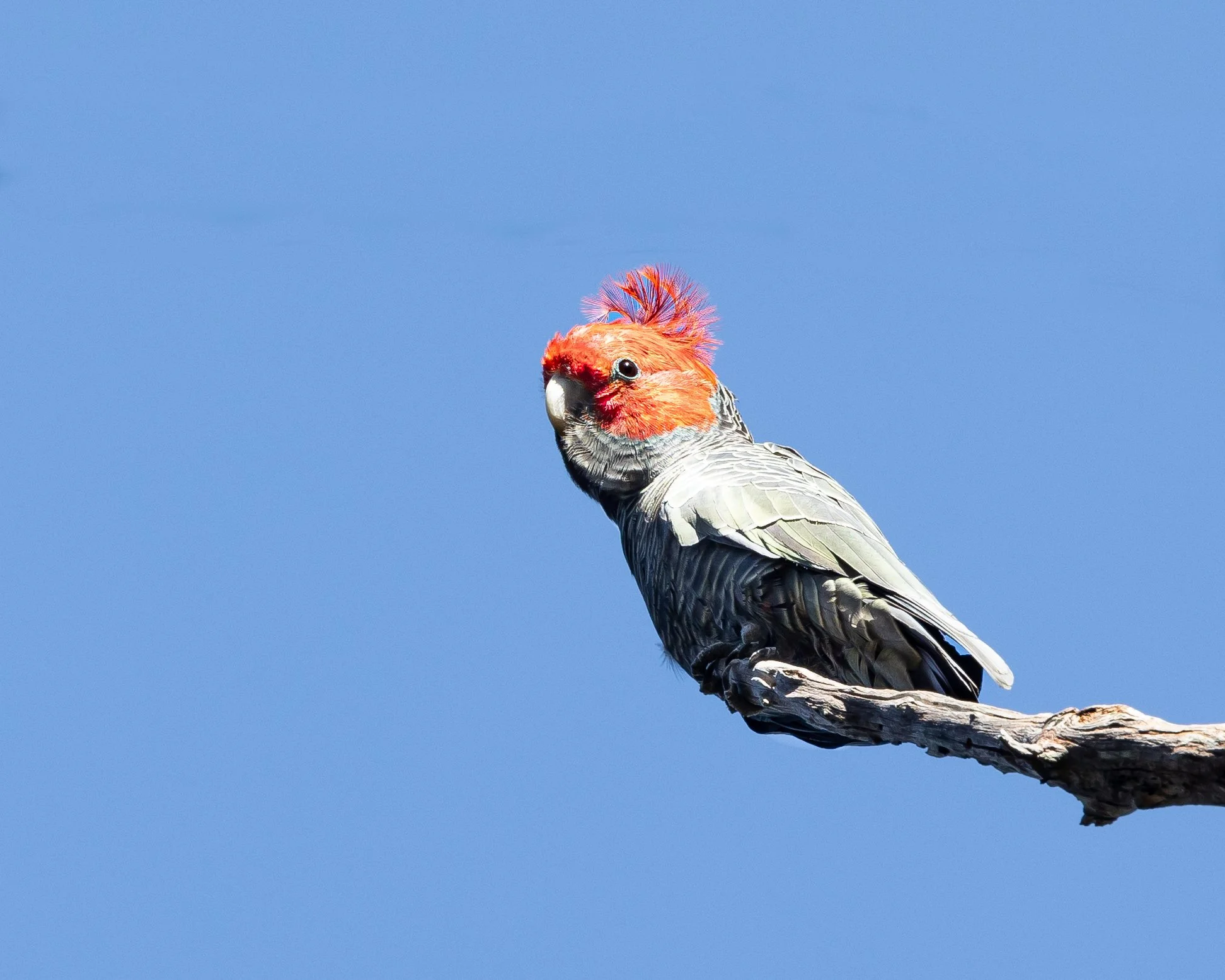 Gang-gang Cockatoo 002