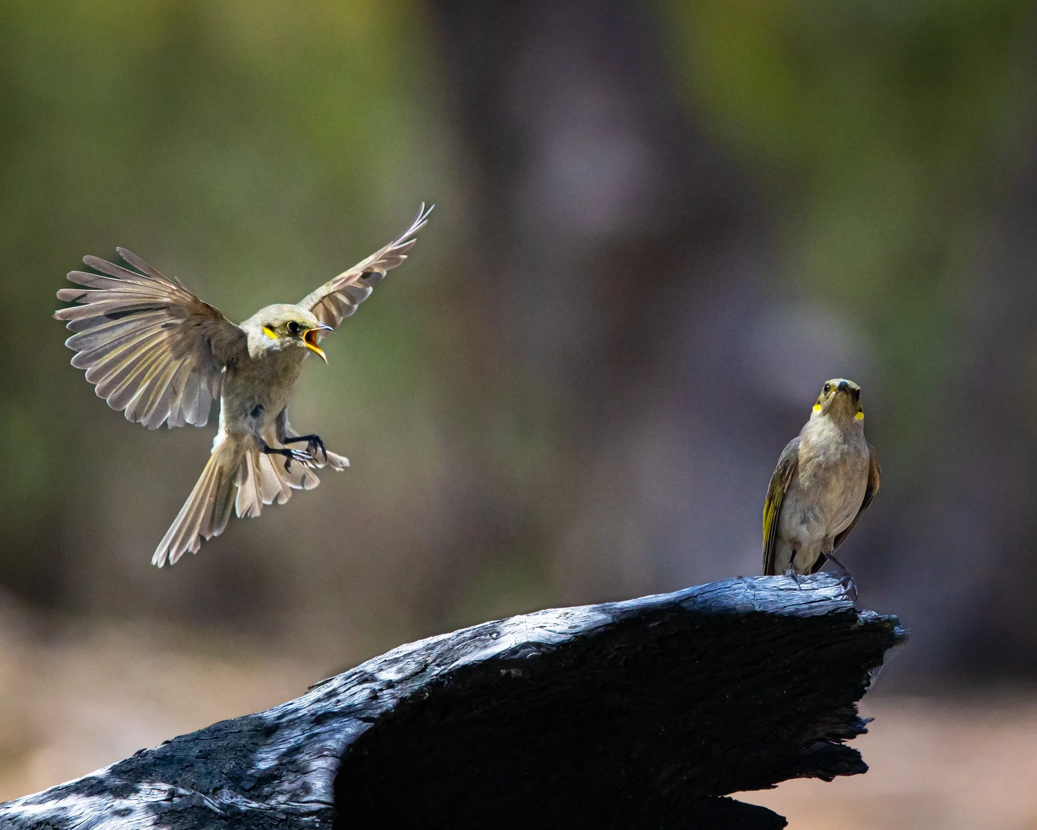 Fuscous Honeyeater 003