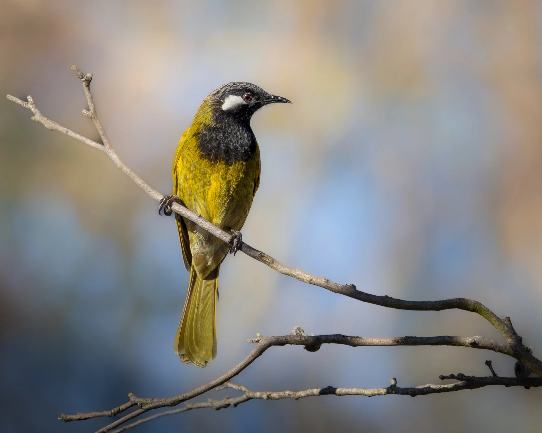 White-eared Honeyeater 001