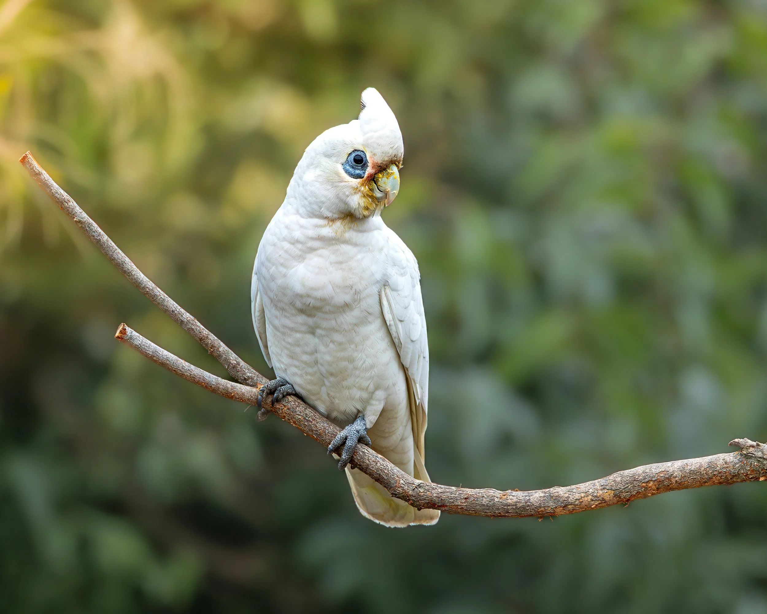 Little Corella 001
