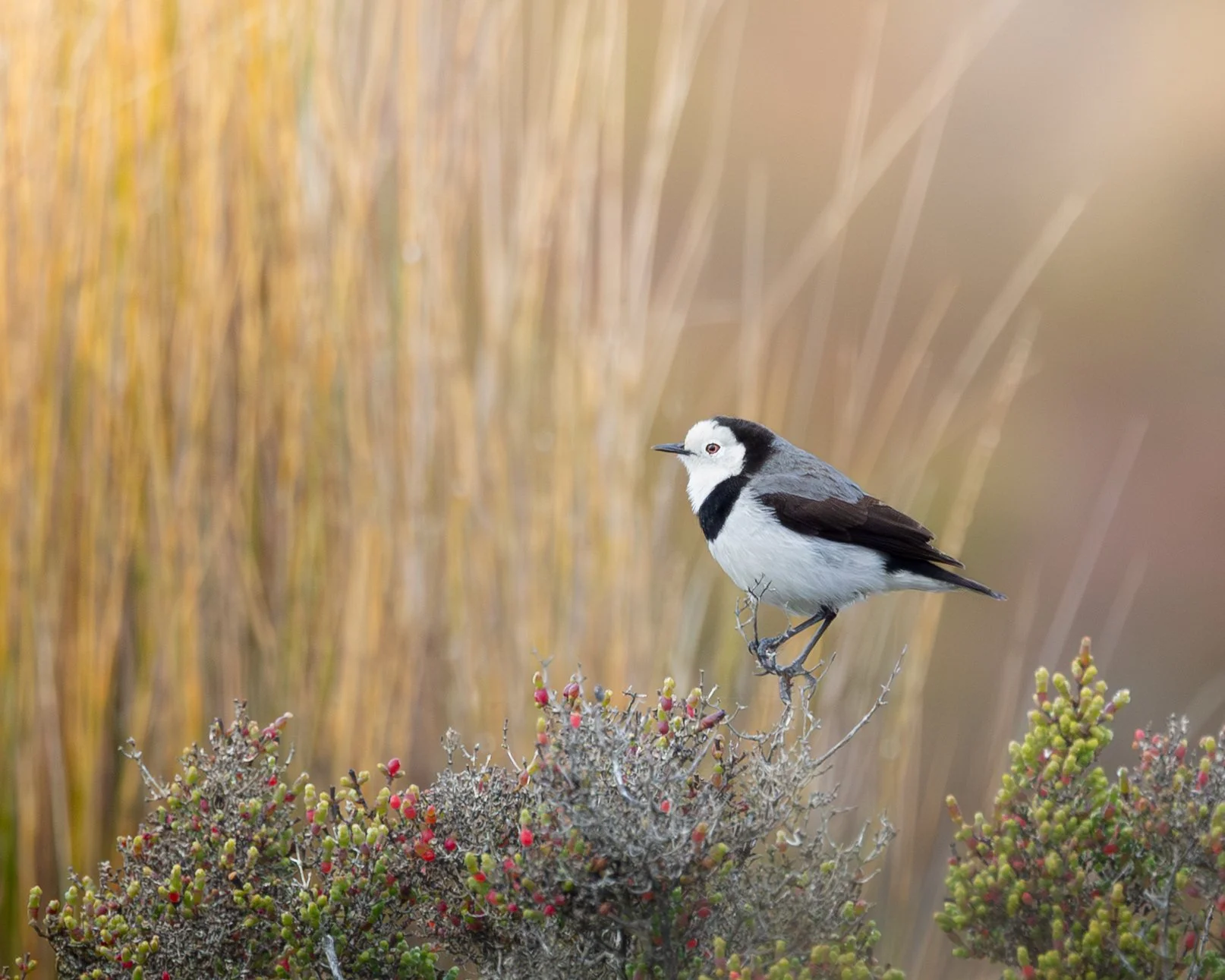 White-fronted Chat 001