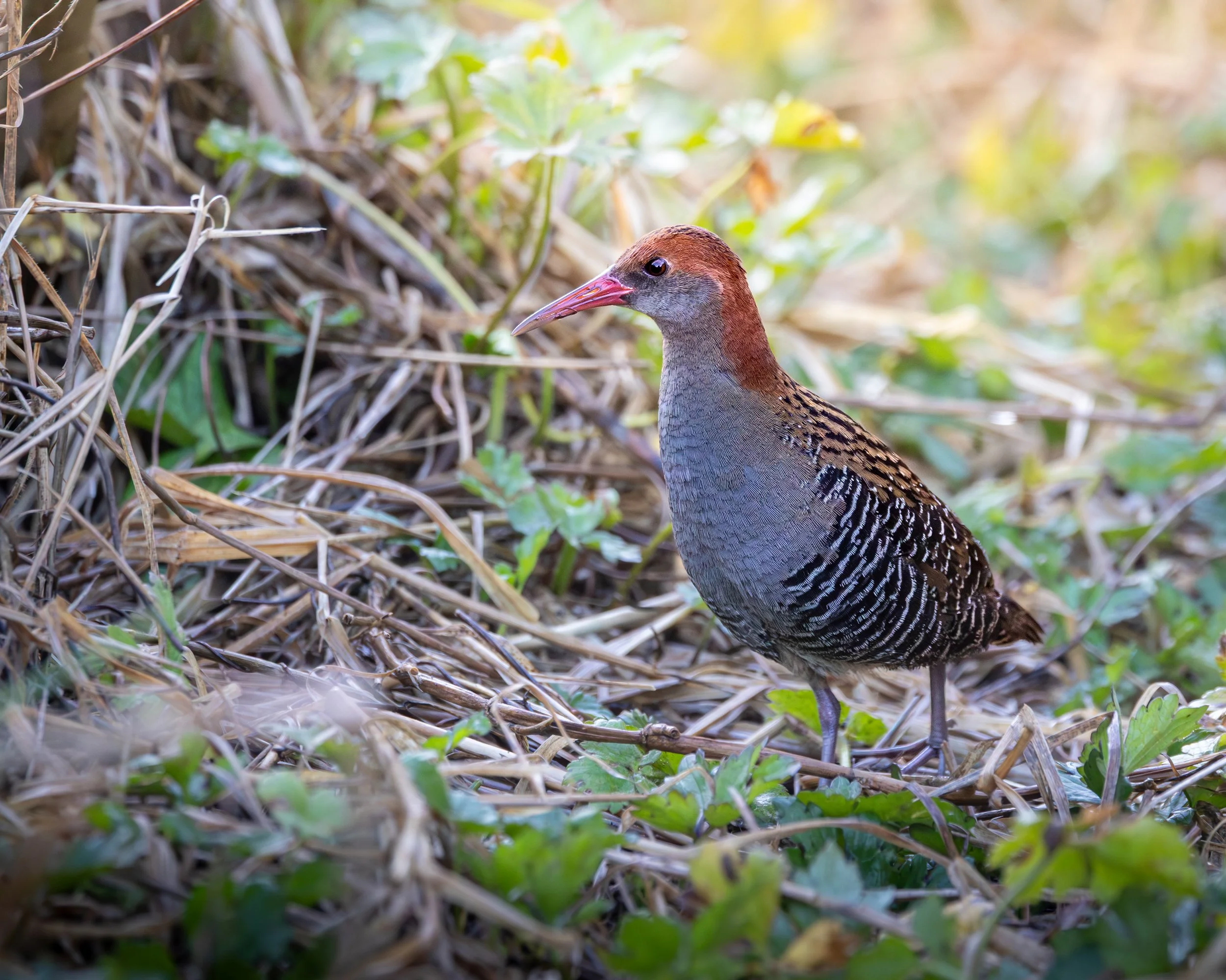 Lewin's Rail 004