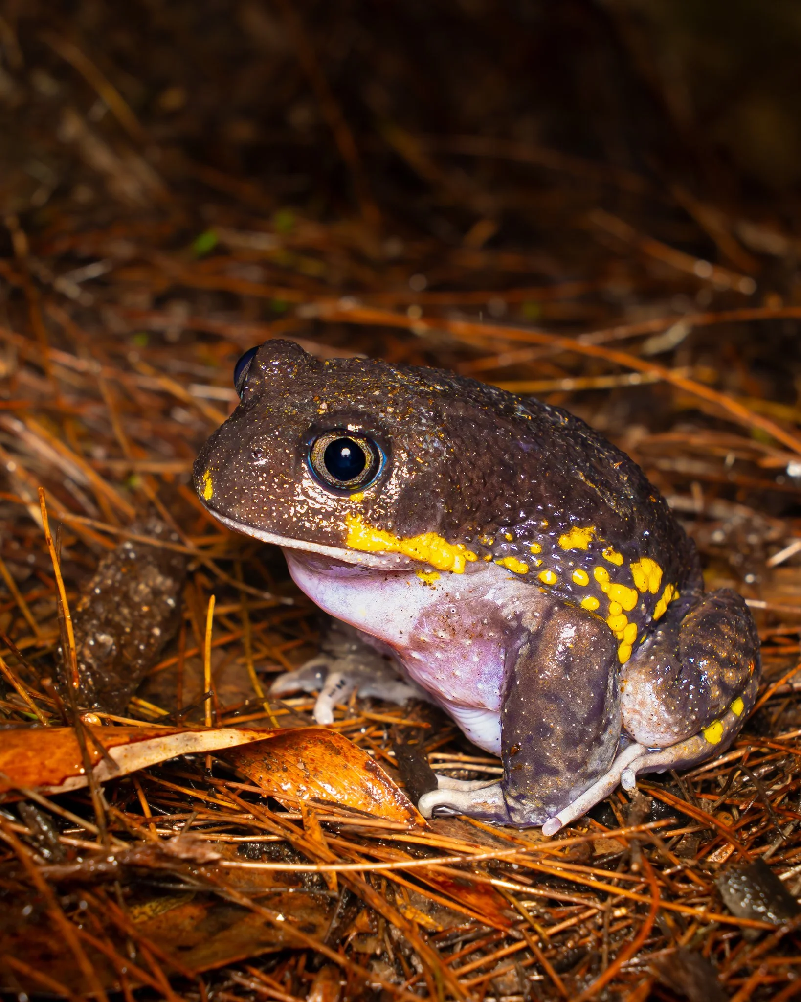 Giant Burrowing Frog 003