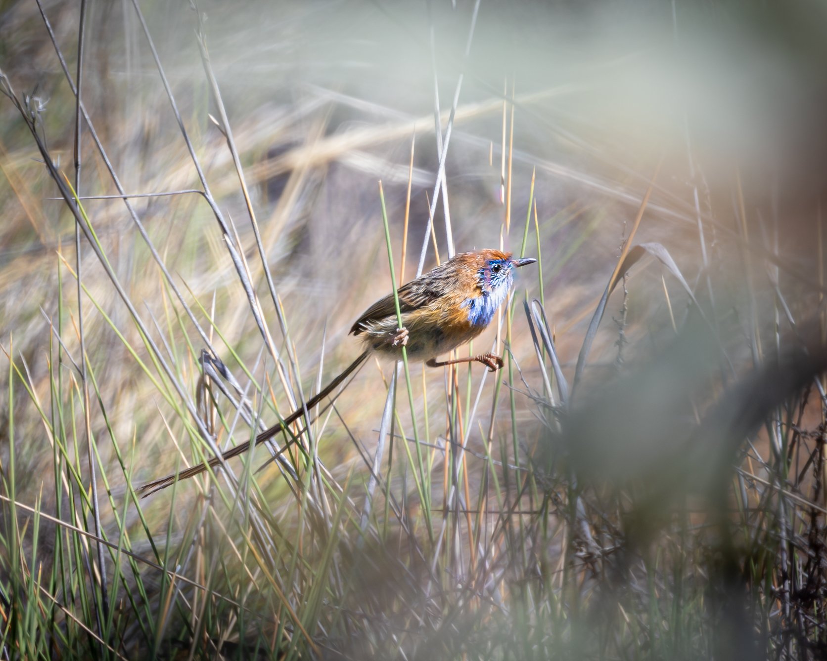 Southern Emu-wren 003
