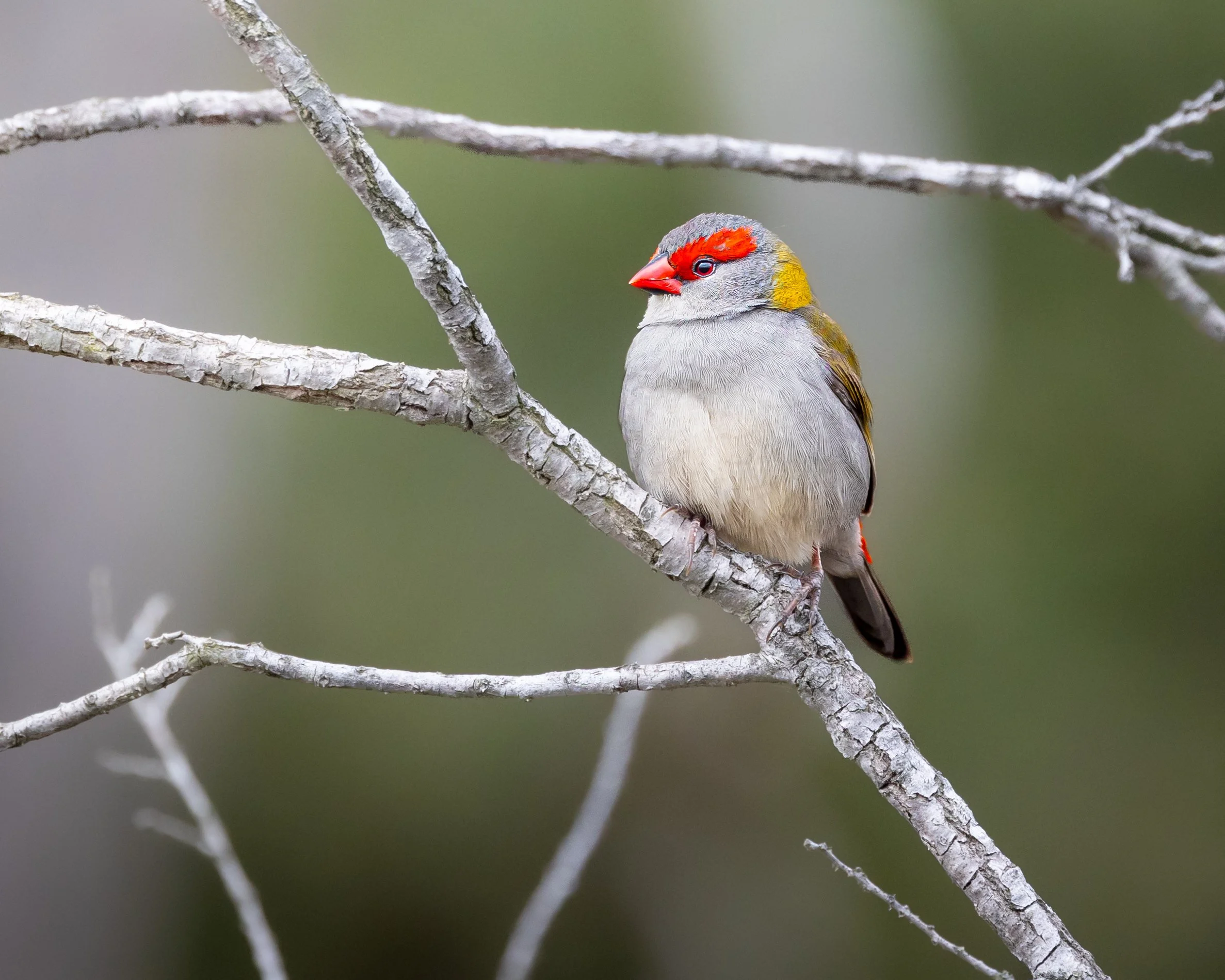 Red-browed Finch 002