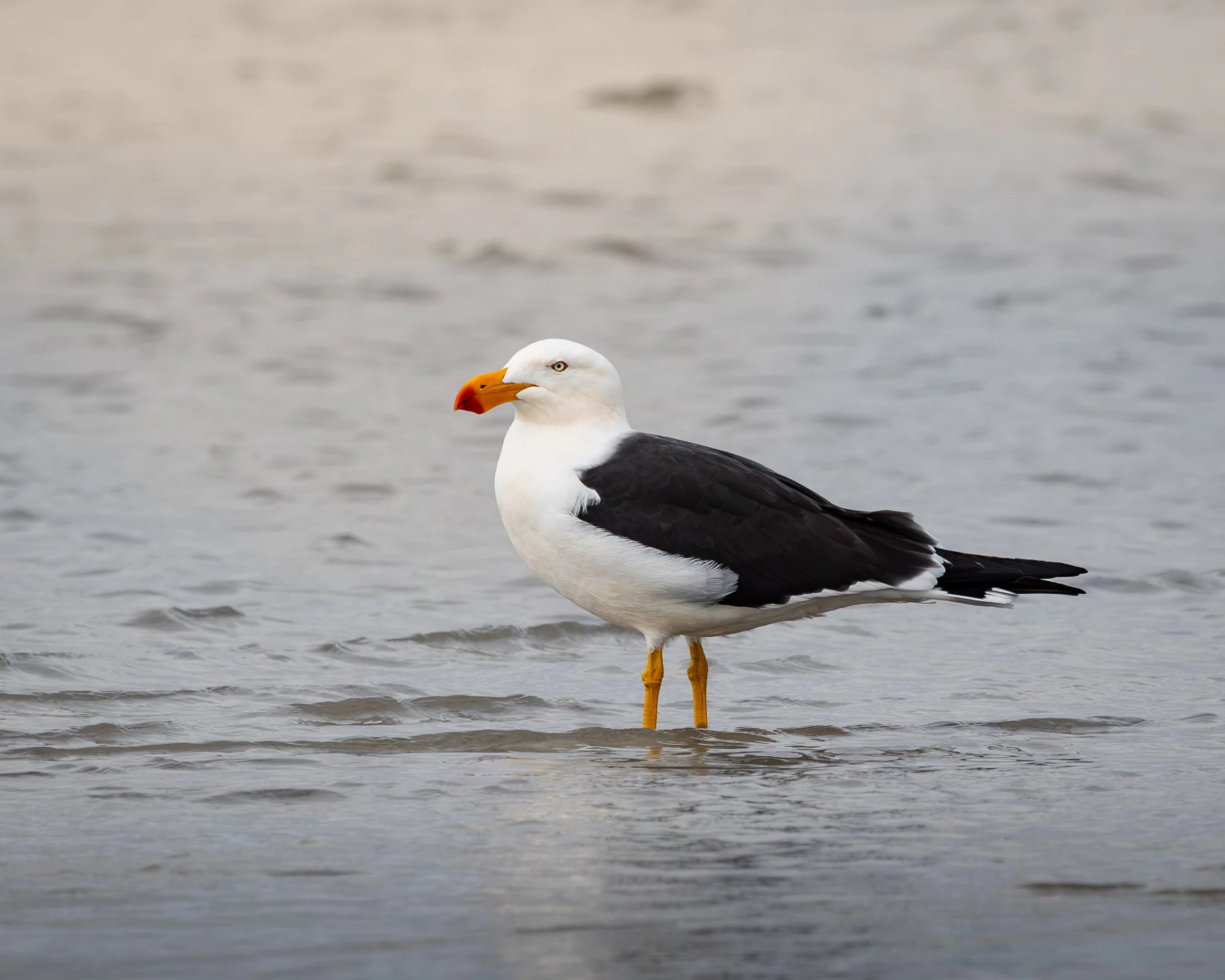 Pacific Gull 001