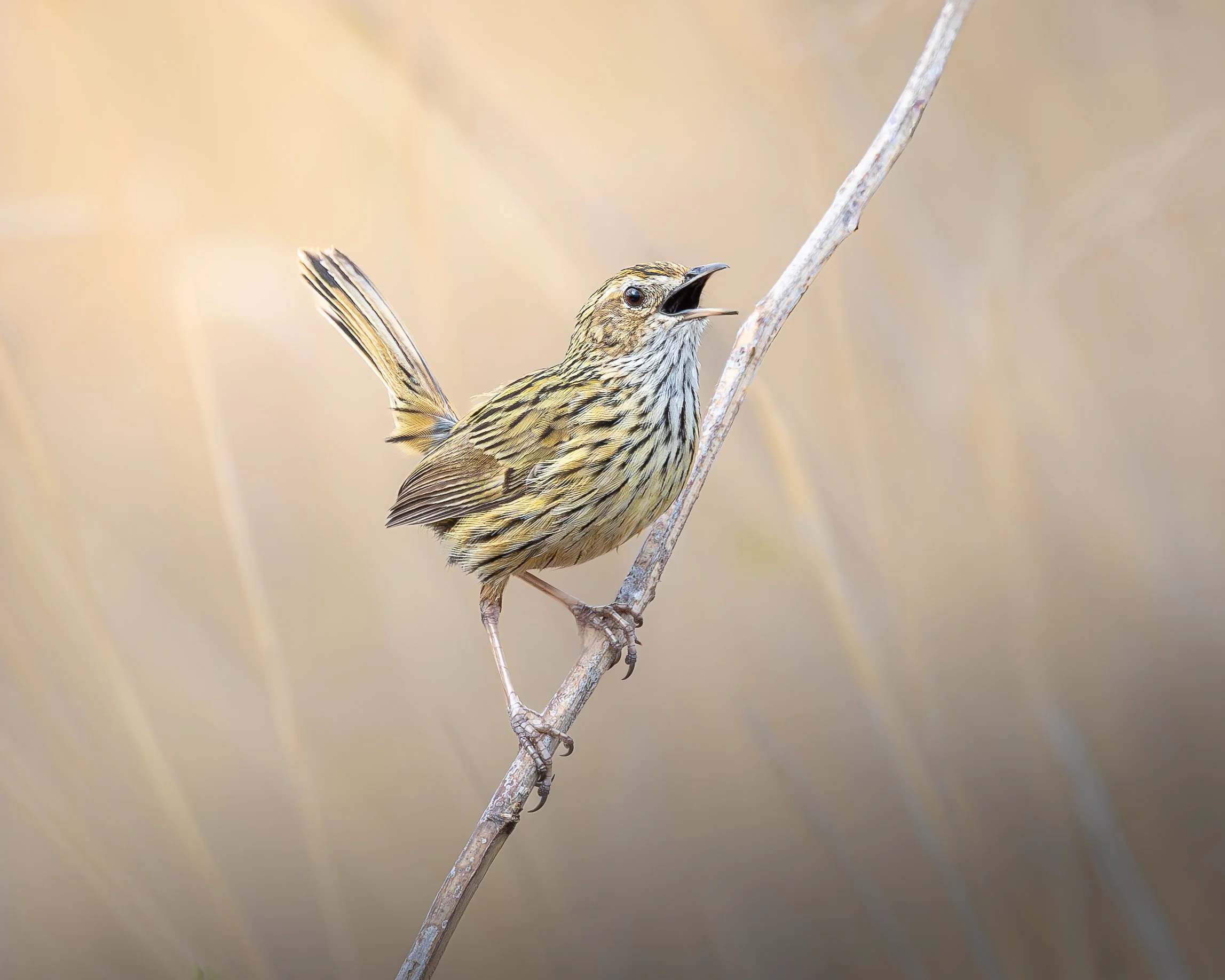 Striated Grasswren 002