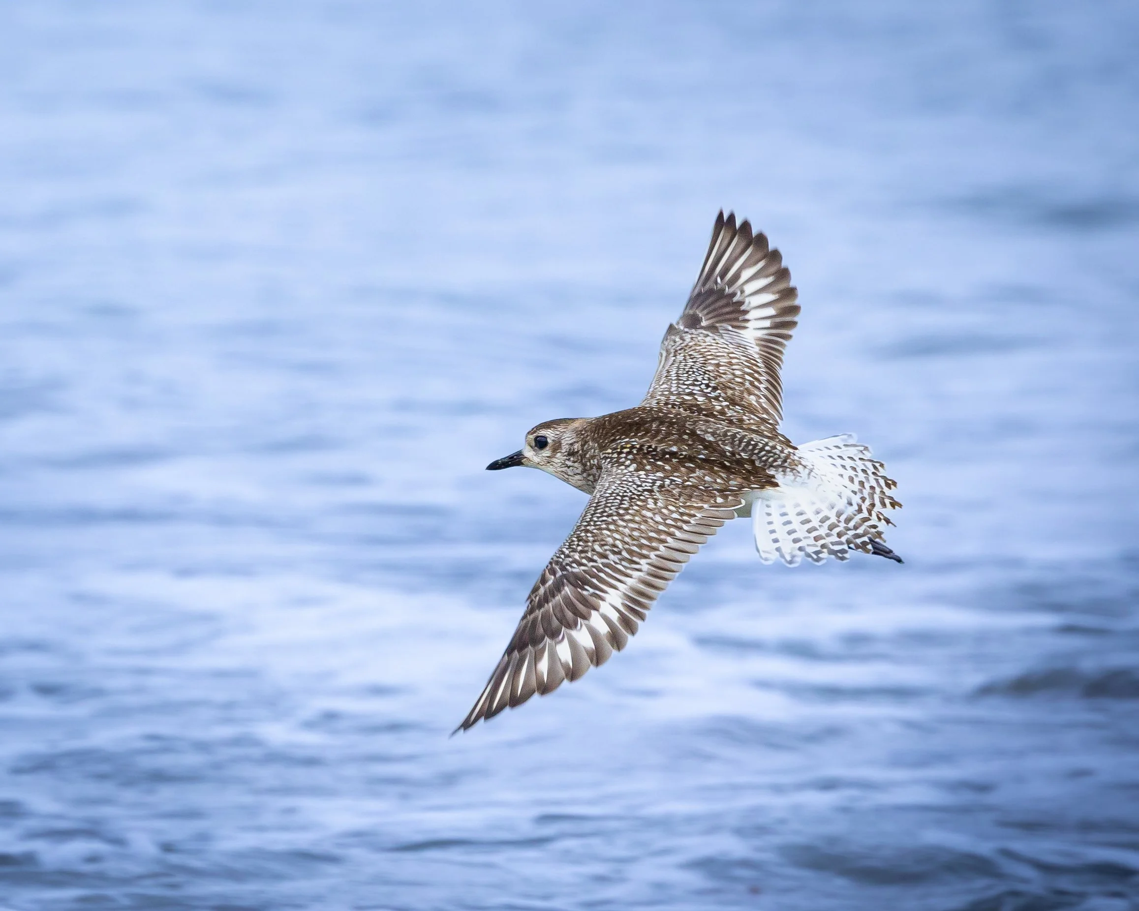 Grey Plover 002