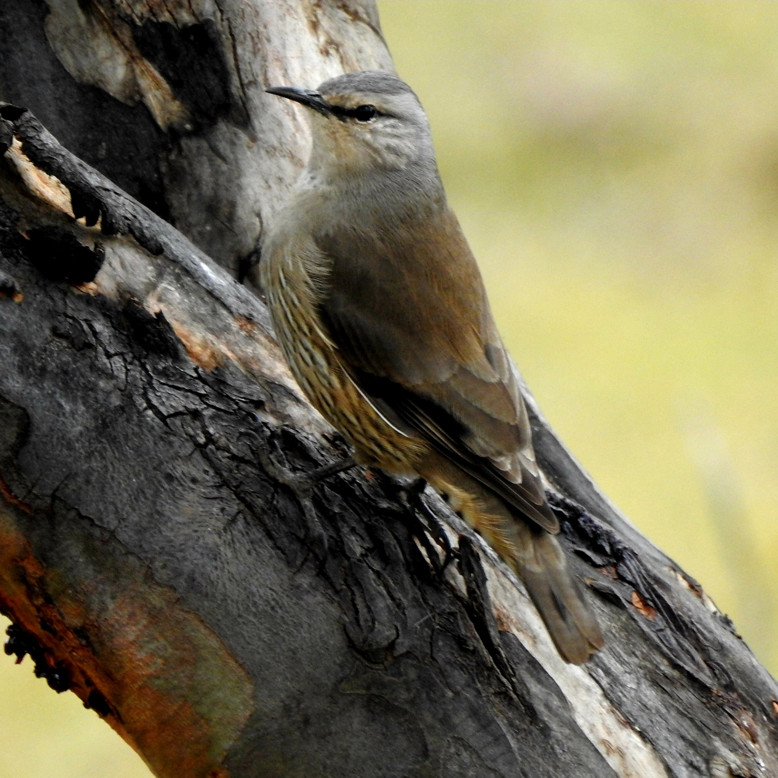 Brown Treecreeper 004