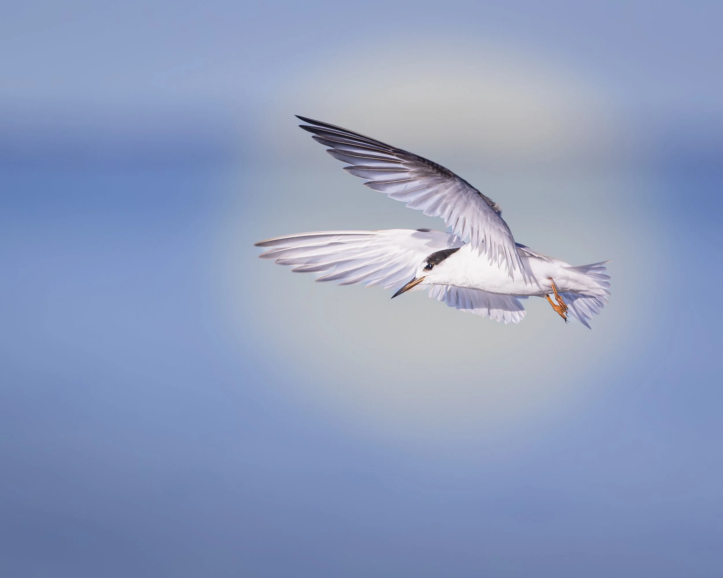 Fairy Tern 004