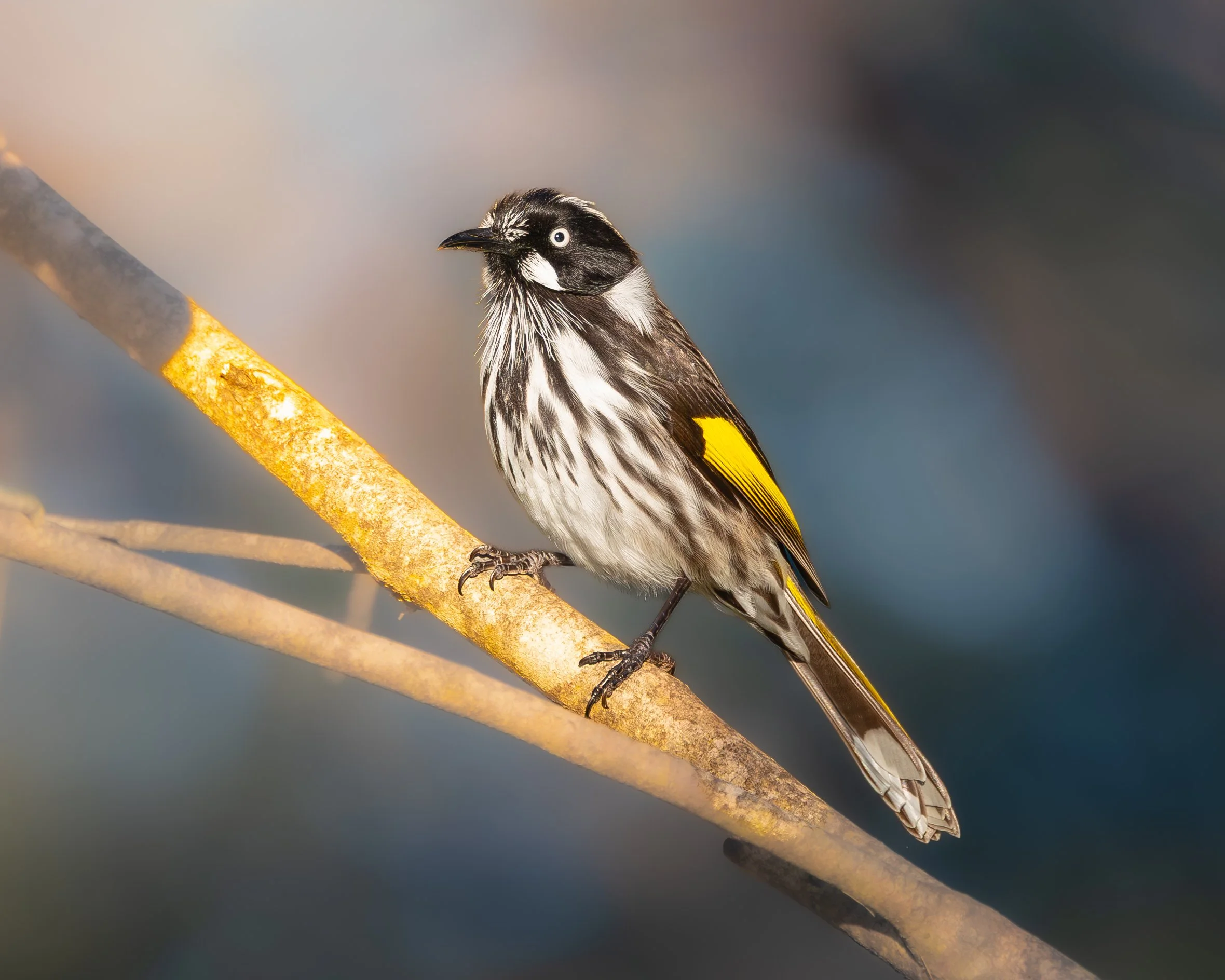 New Holland Honeyeater 003