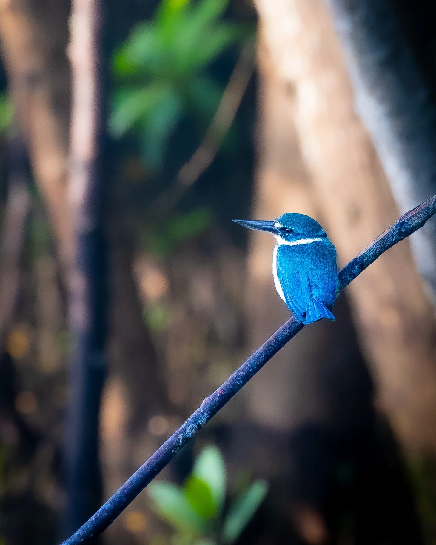 Collared Kingfisher 001