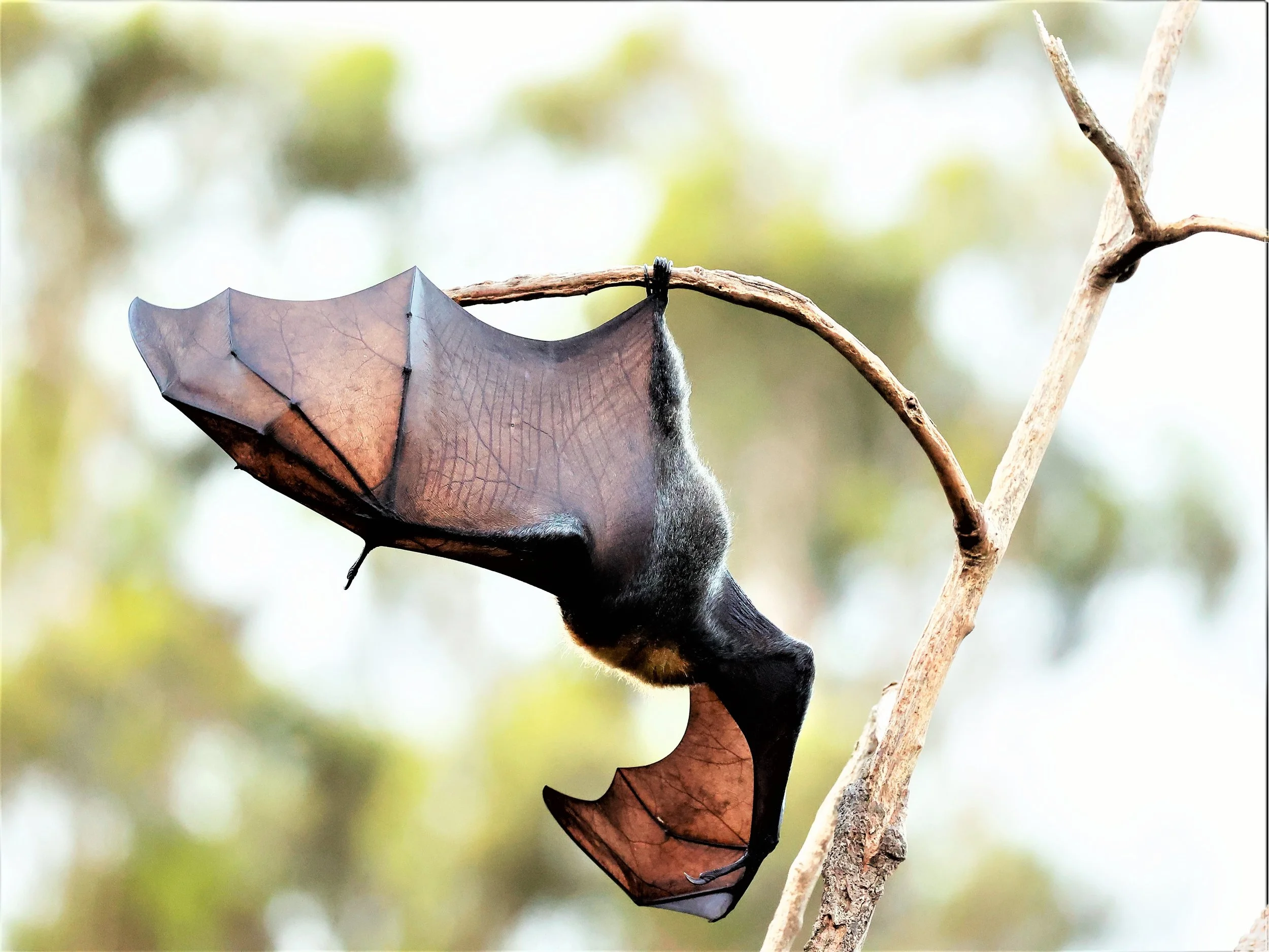 Grey-headed Flying-fox 001