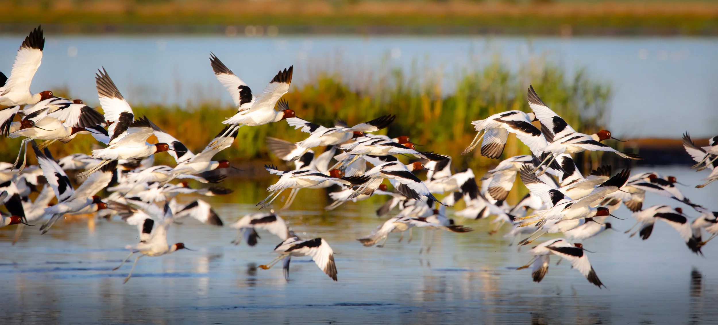 Red-necked Avocet 002