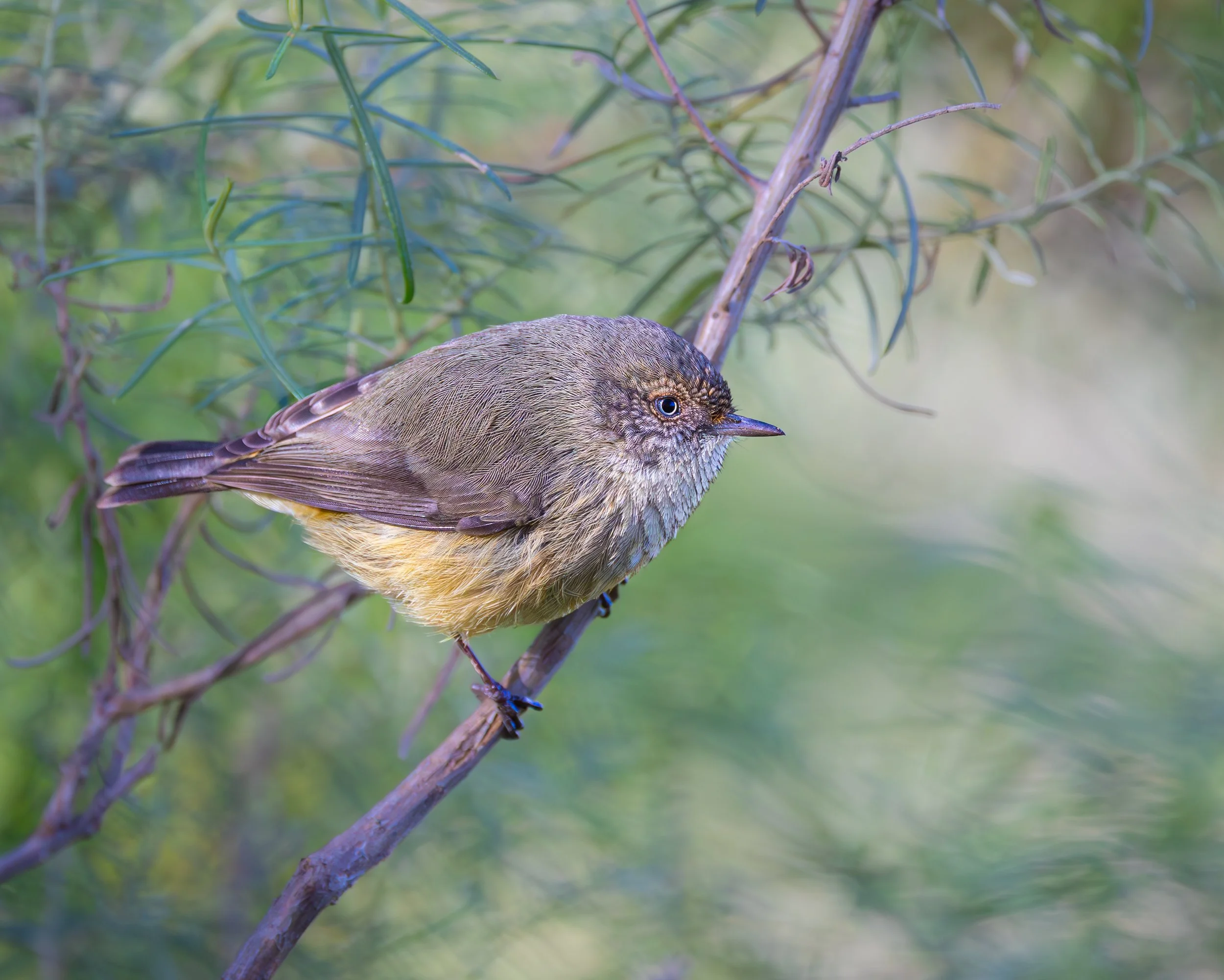 Buff-rumped Thornbill 001