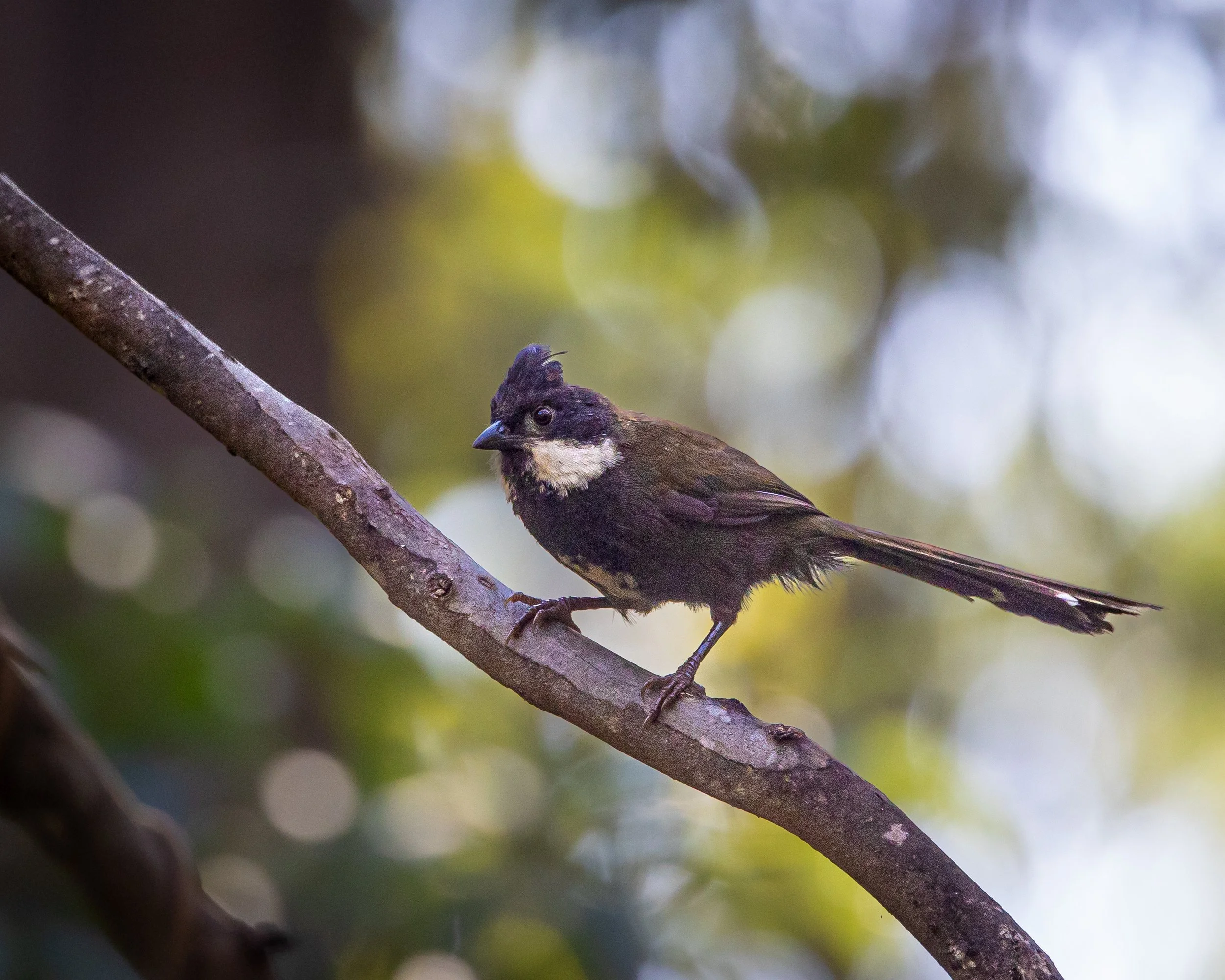 Eastern Whipbird 001