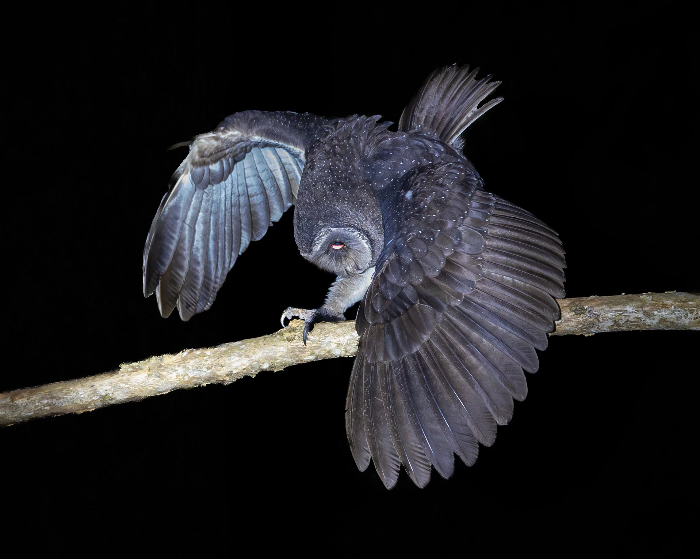 Sooty Owl 002