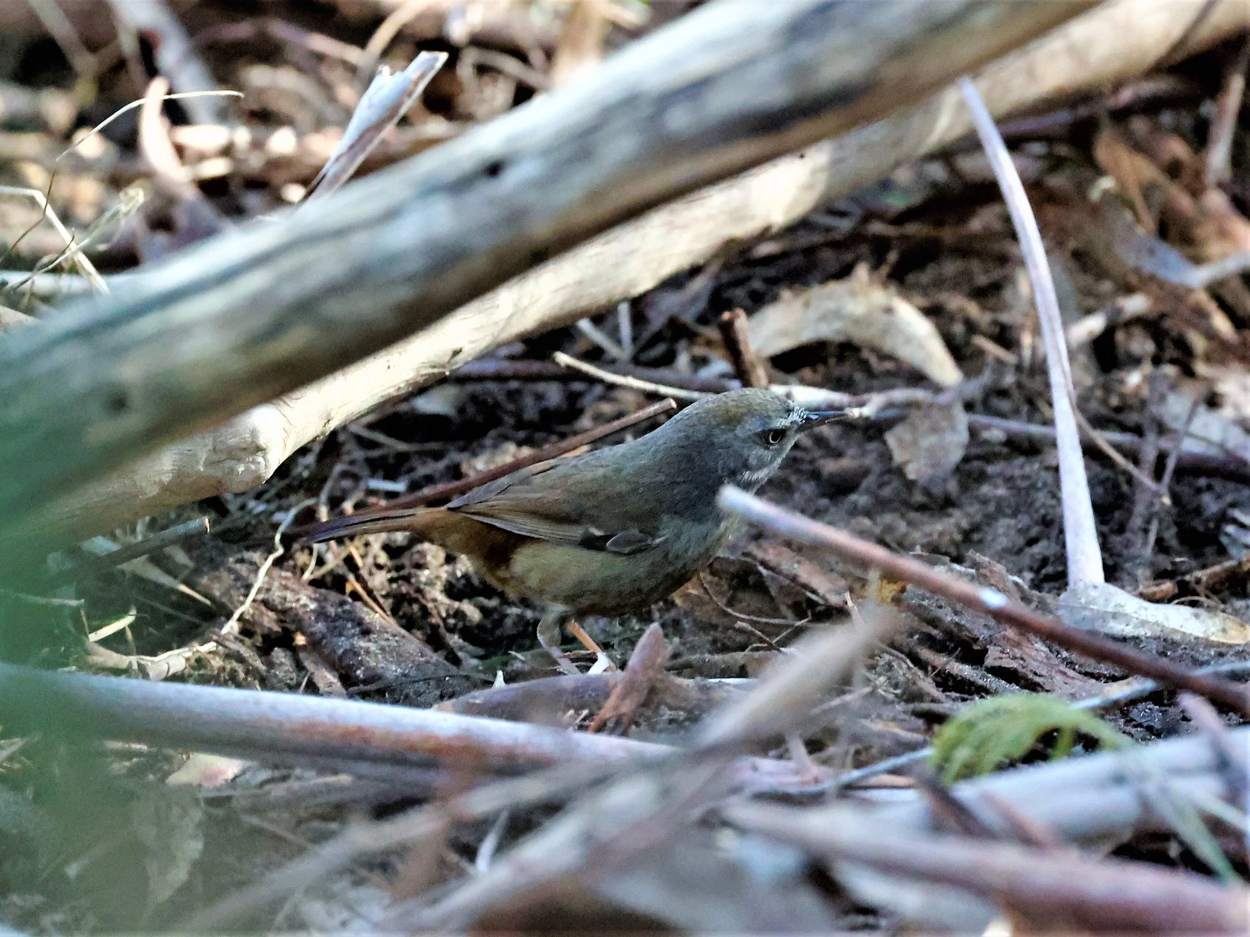 White-browed Scrubwren 001