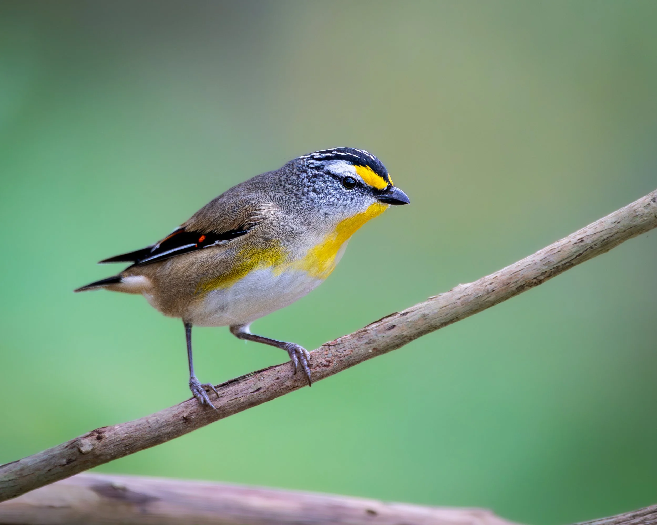 Striated Pardalote 001