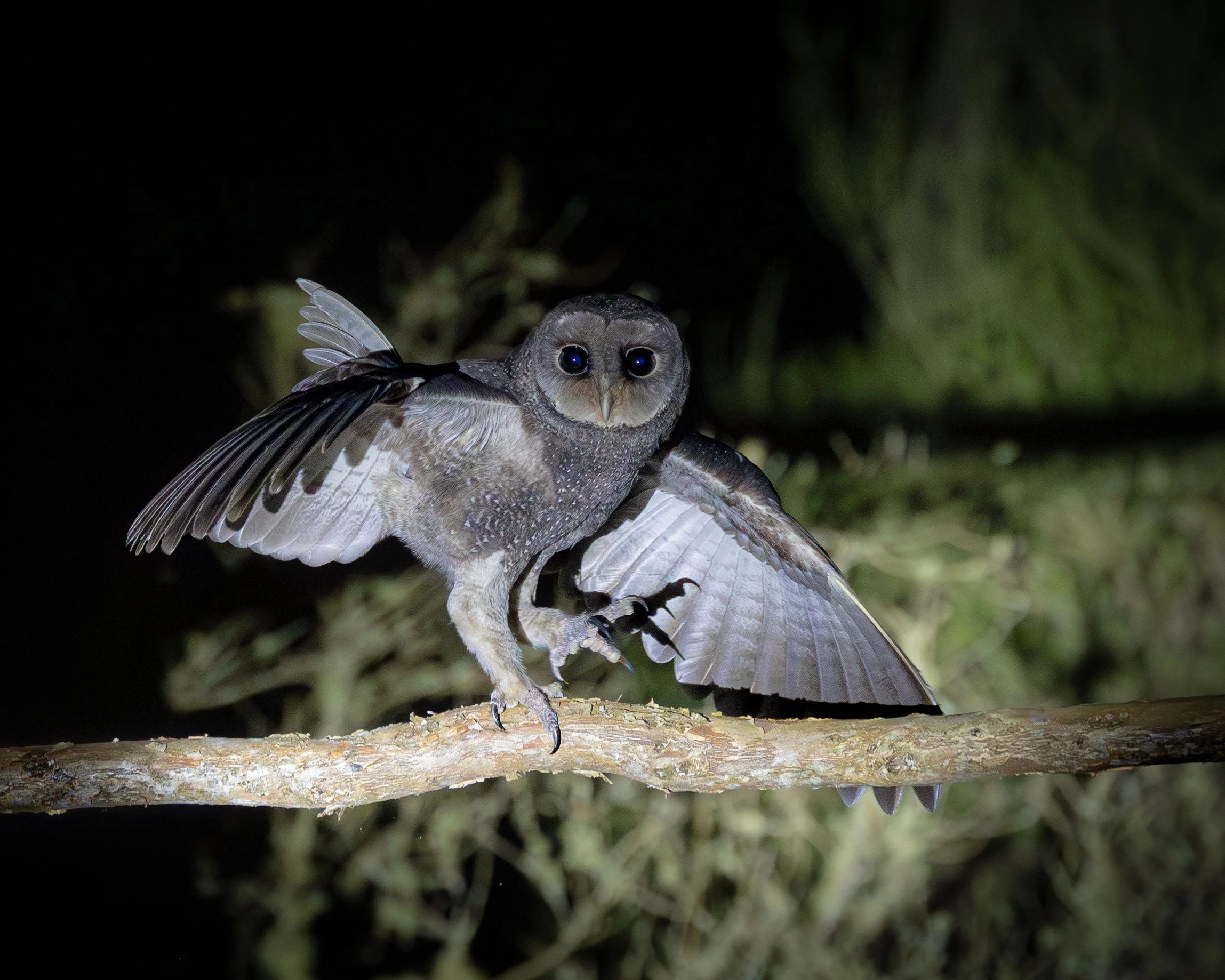 Sooty Owl 001