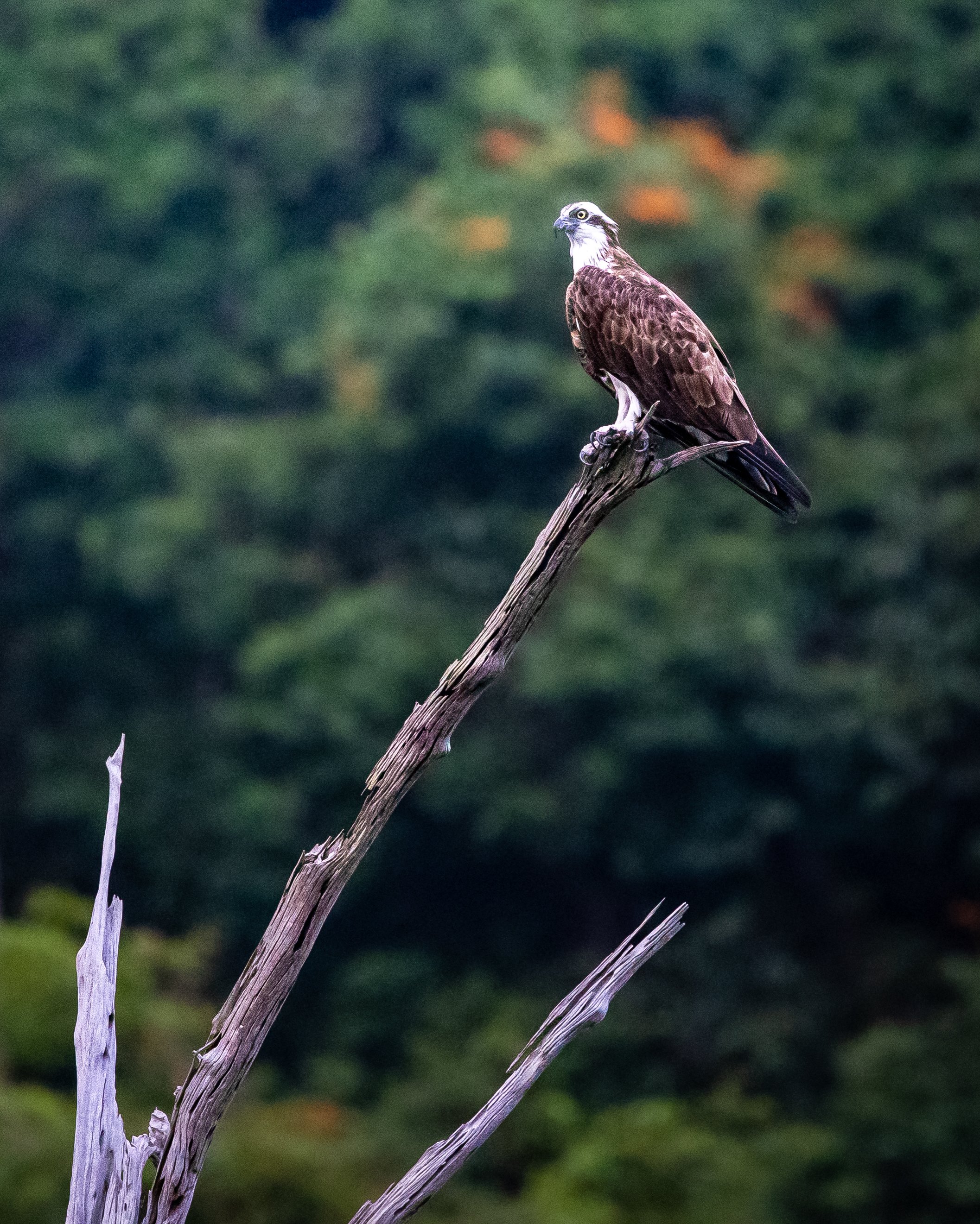 Osprey 001