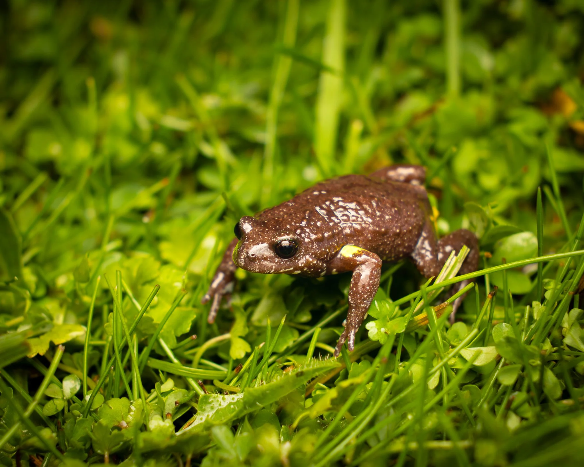 Bibron's Toadlet 004