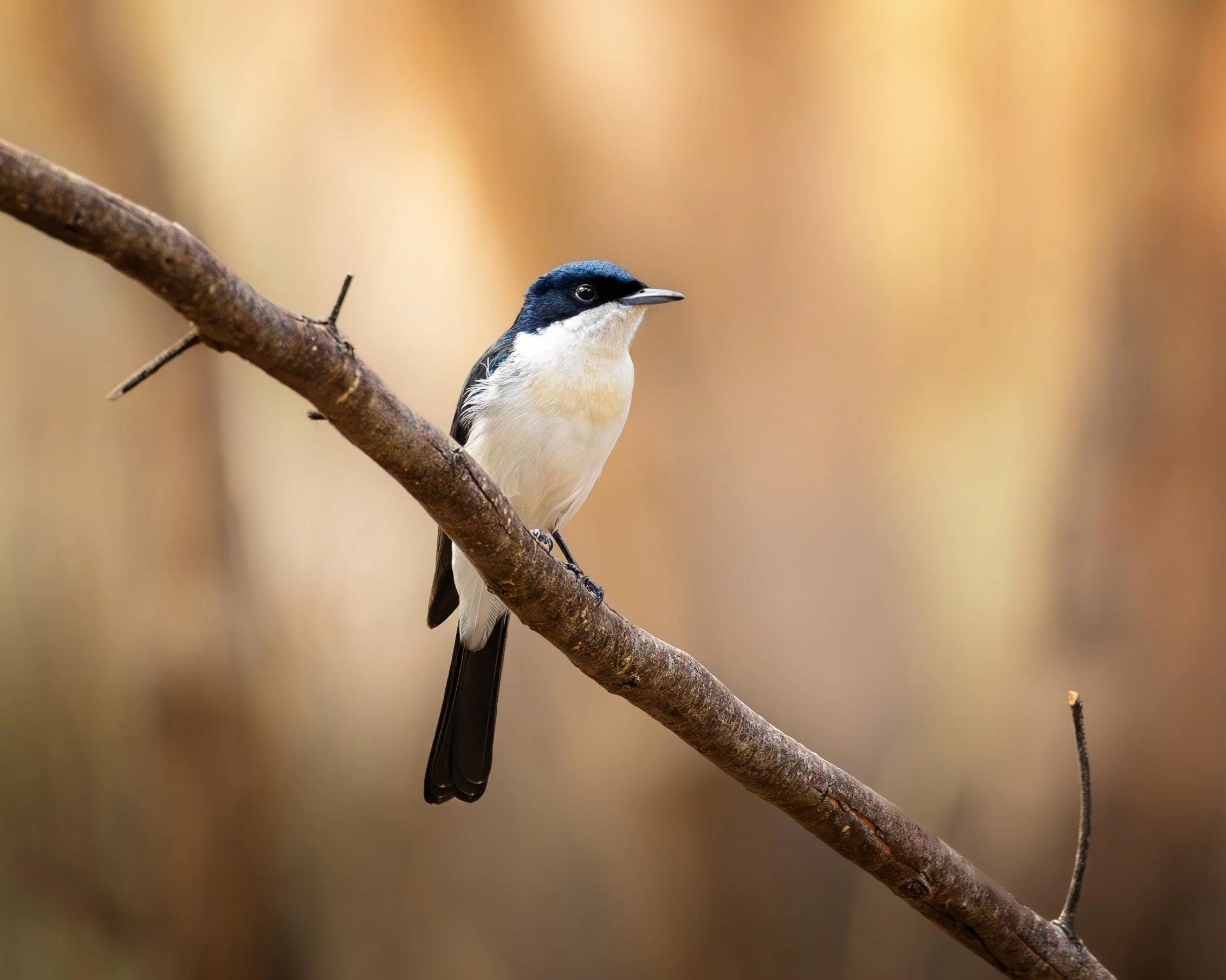Restless Flycatcher 002