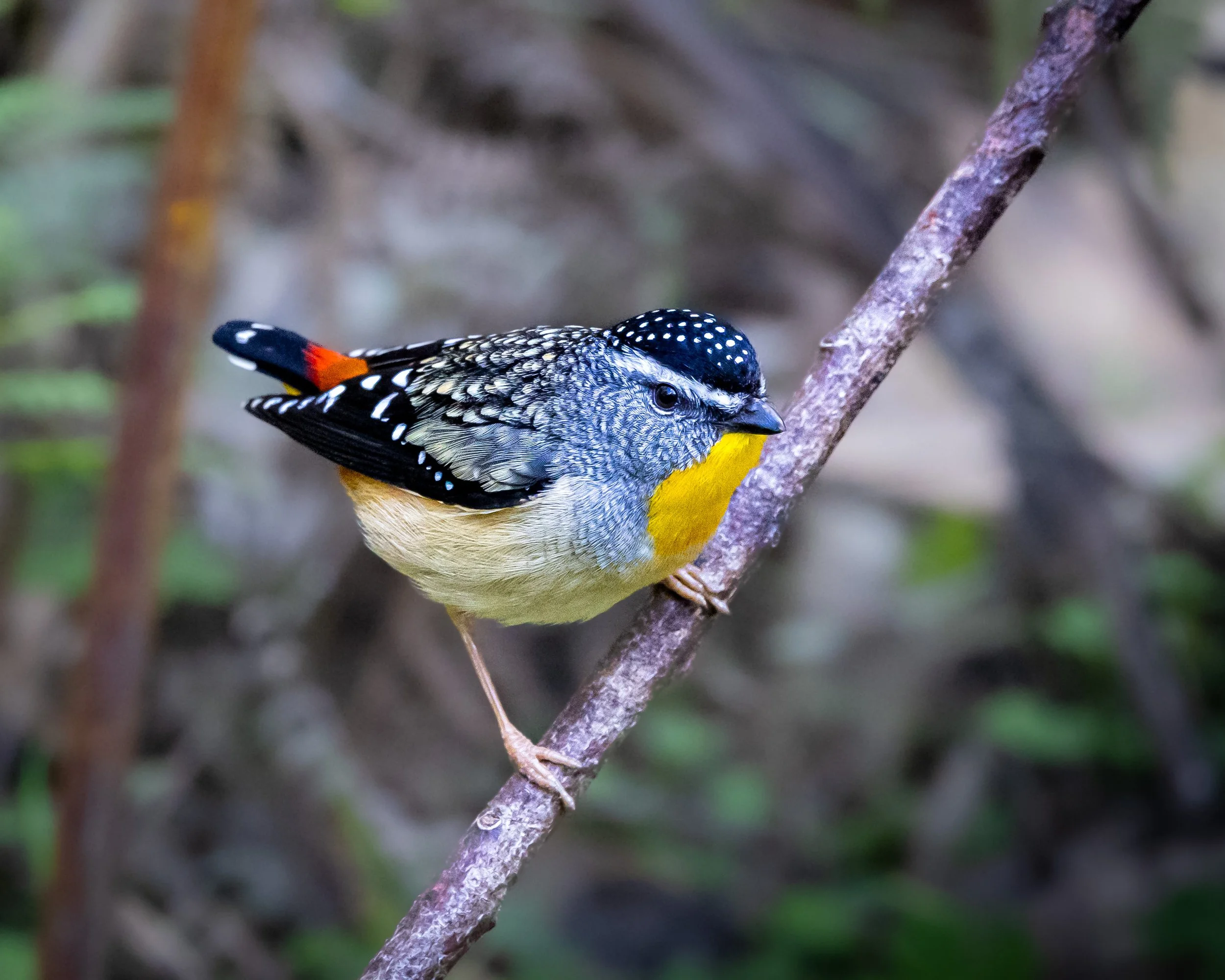 Spotted Pardalote 011
