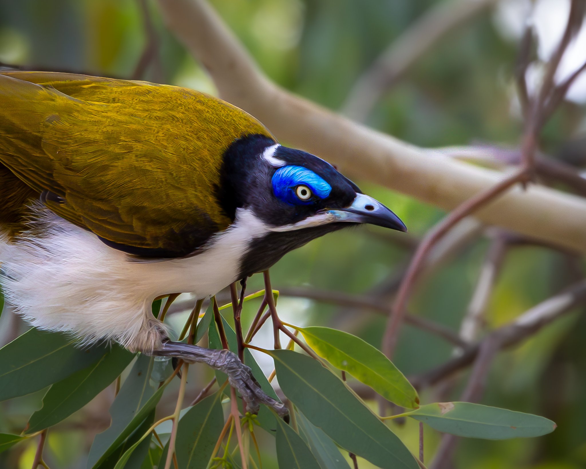 Blue-faced Honeyeater 001