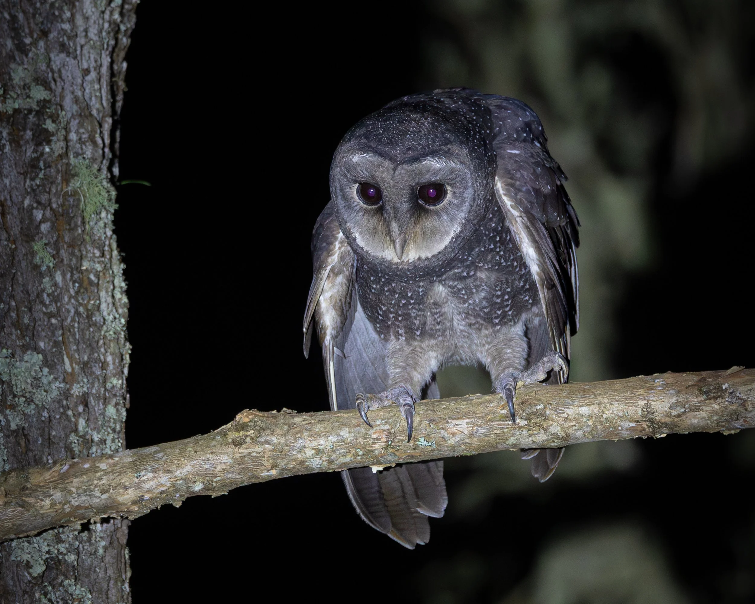 Sooty Owl 003
