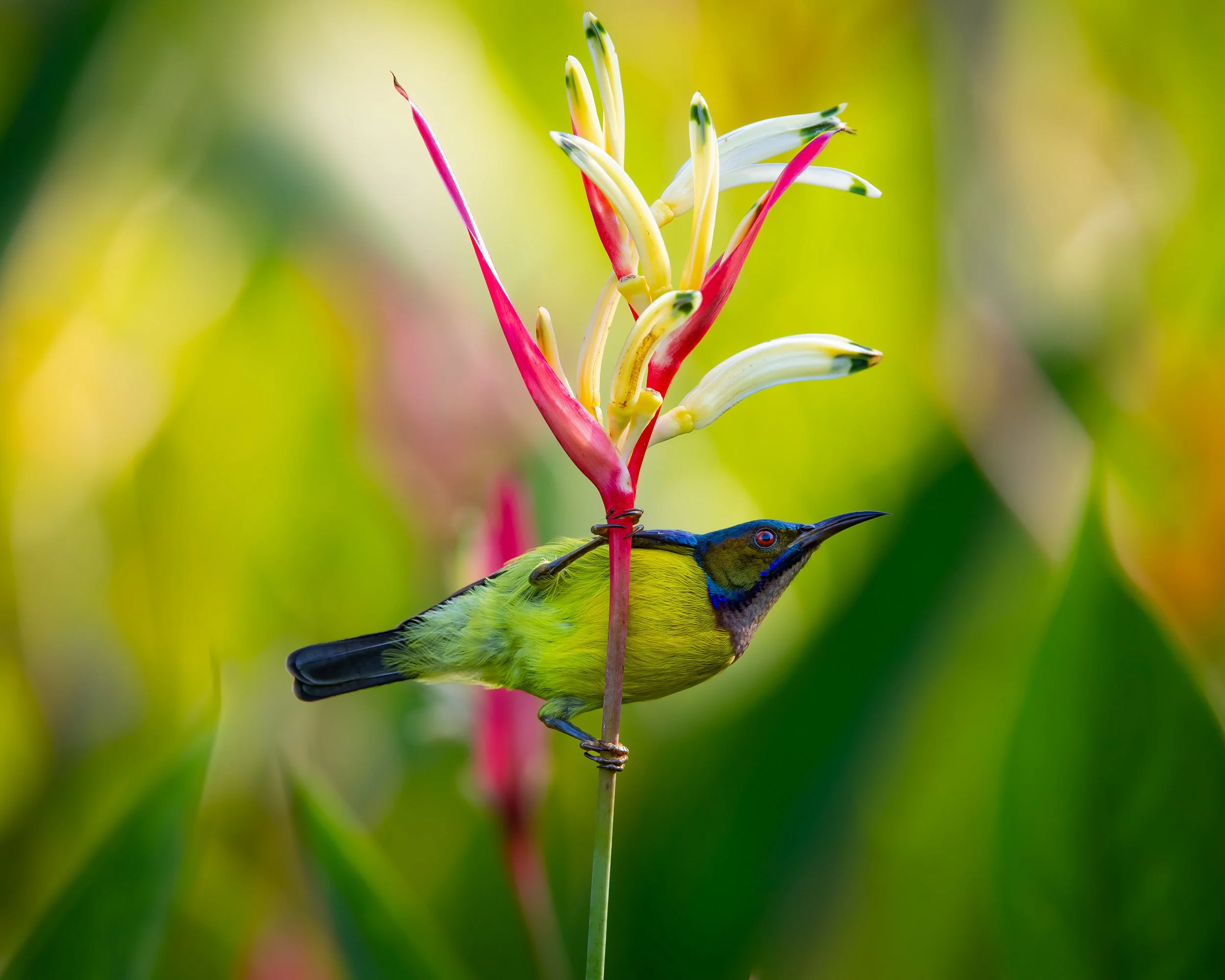 Brown-throated Sunbird 001
