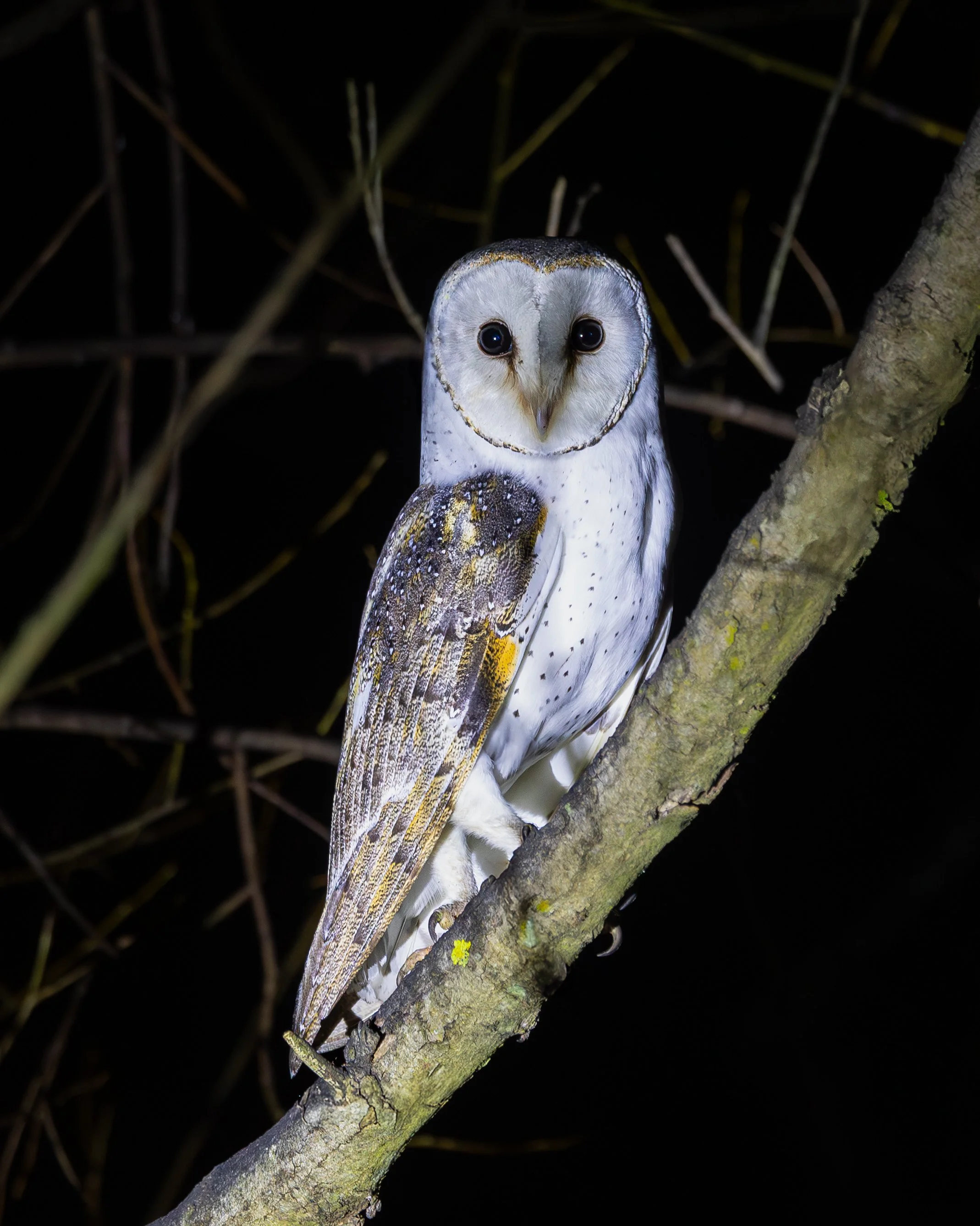 Eastern Barn Owl 002