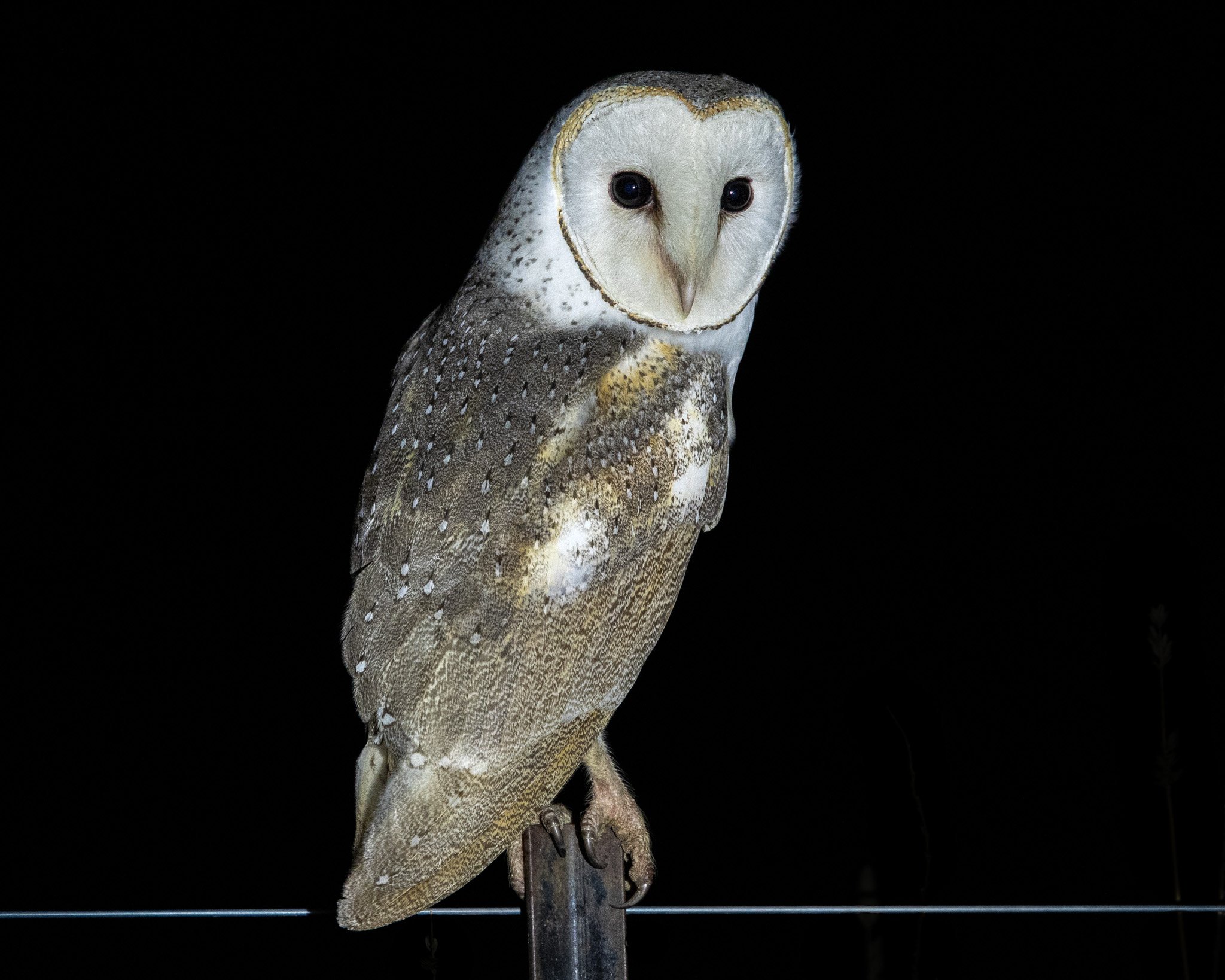 Eastern Barn Owl 003